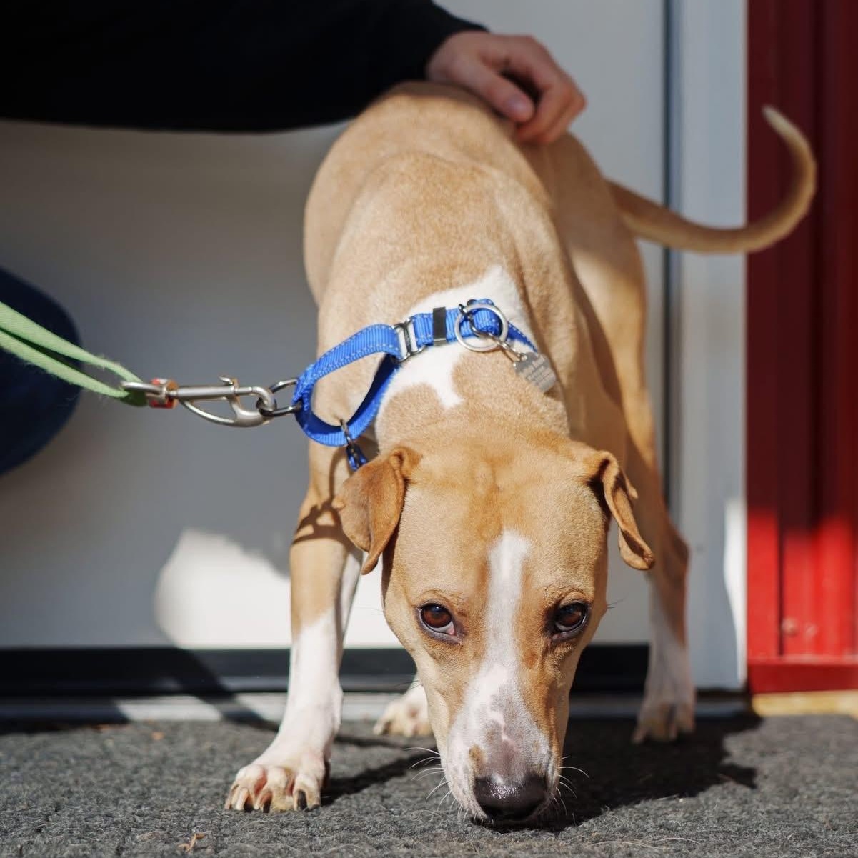Enlarge Prince, a ADOPTABLE mixed breed in Grafton, OH image 4/6