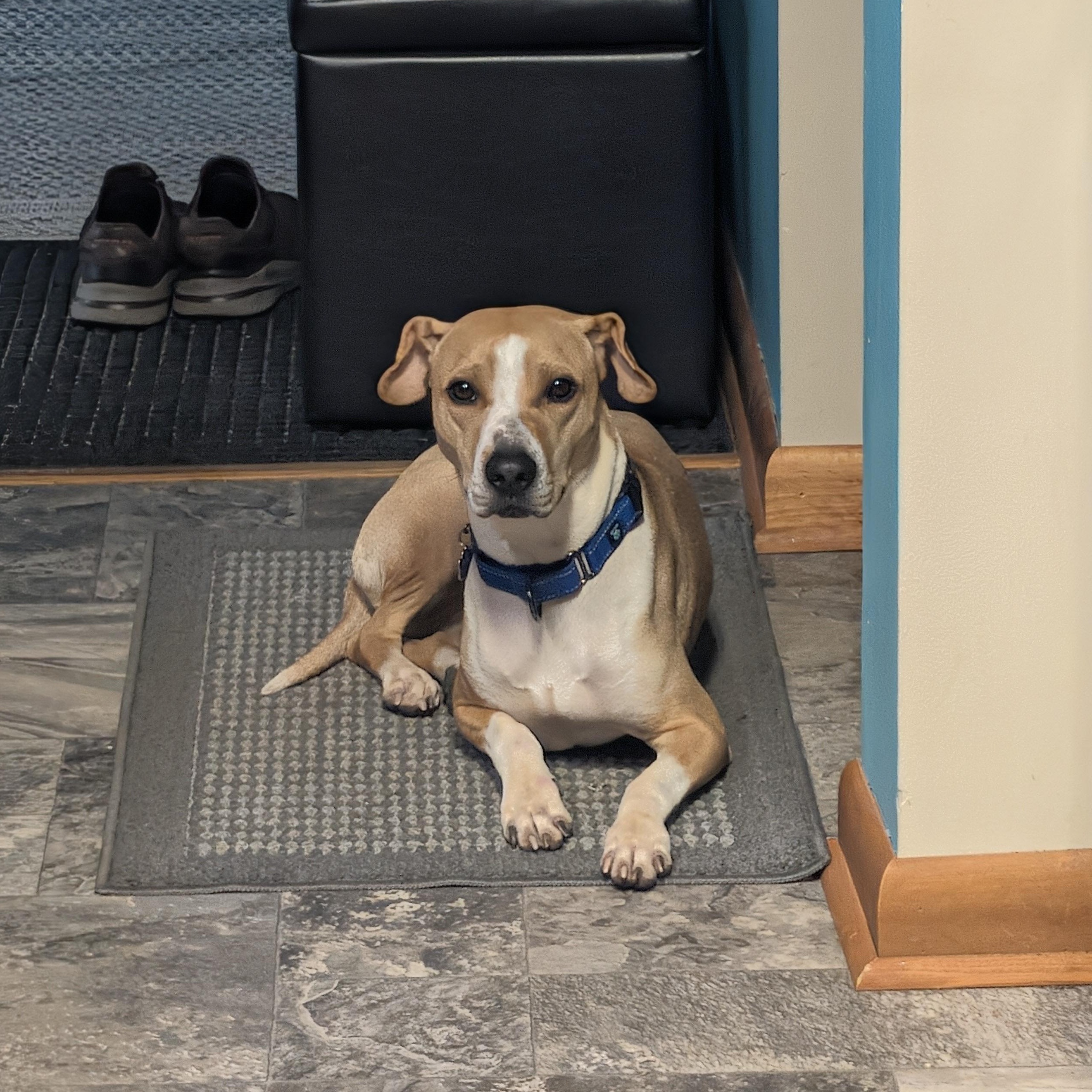 Enlarge Prince, a ADOPTABLE mixed breed in Grafton, OH image 6/6