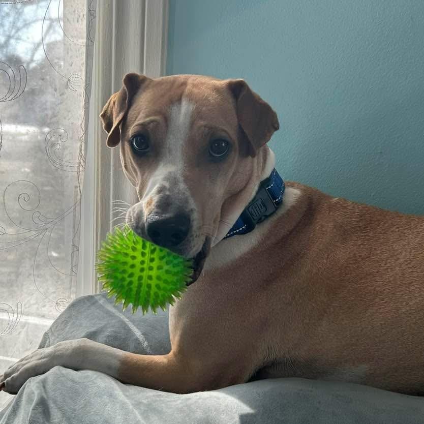 Enlarge Prince, a ADOPTABLE mixed breed in Grafton, OH image 6/6