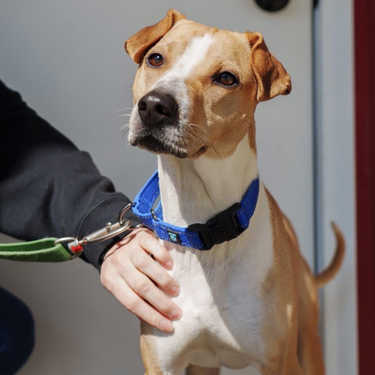 Enlarge Prince, a ADOPTABLE mixed breed in Grafton, OH image 5/6