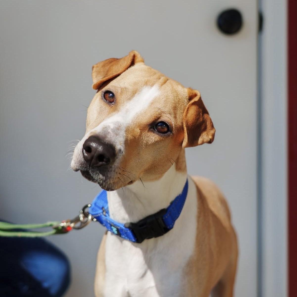 Prince, ADOPTABLE, Young Male Whippet.