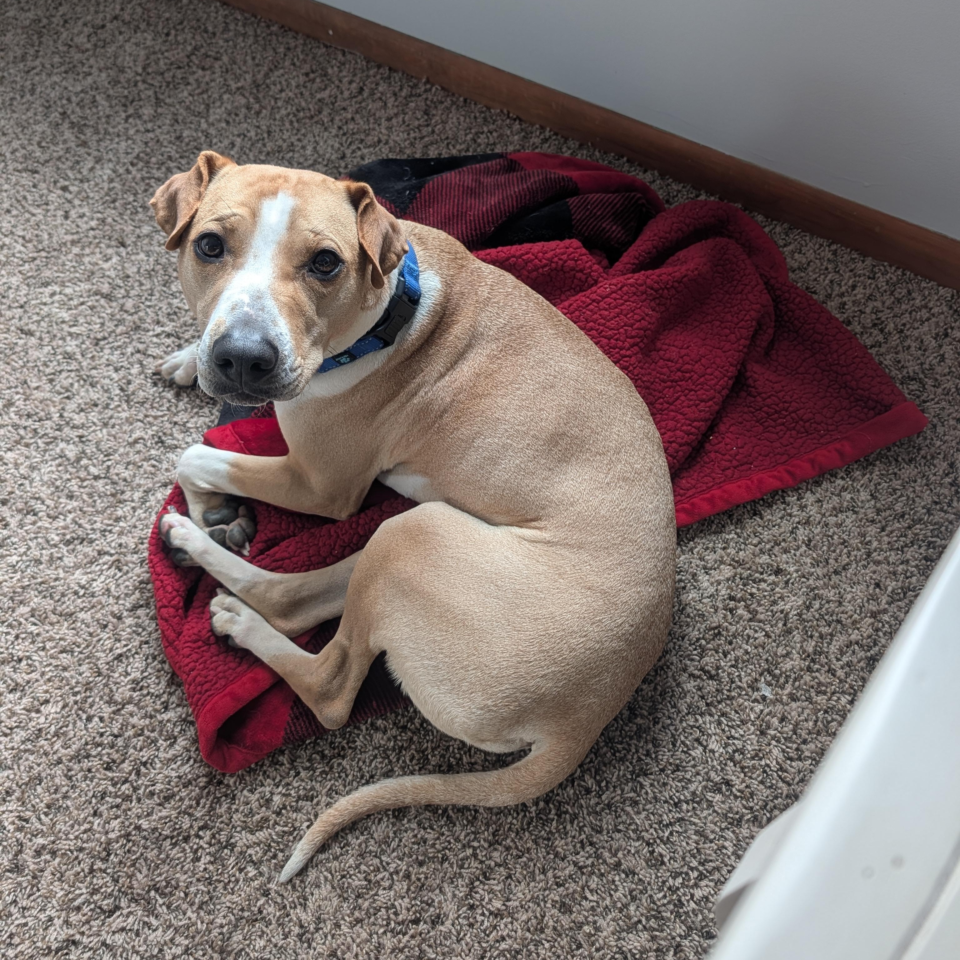 Enlarge Prince, a ADOPTABLE mixed breed in Grafton, OH image 5/6