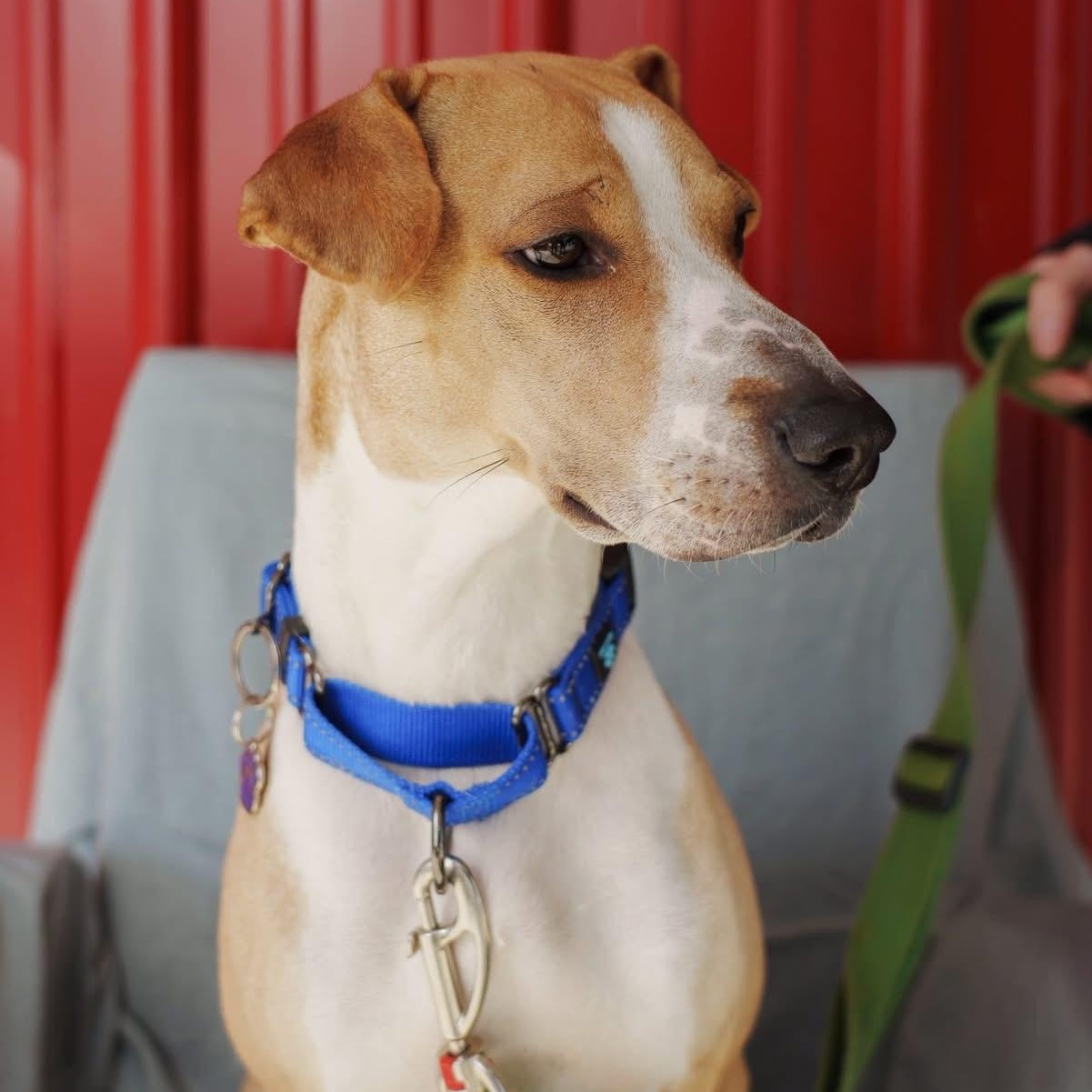 Enlarge Prince, a ADOPTABLE mixed breed in Grafton, OH image 2/6