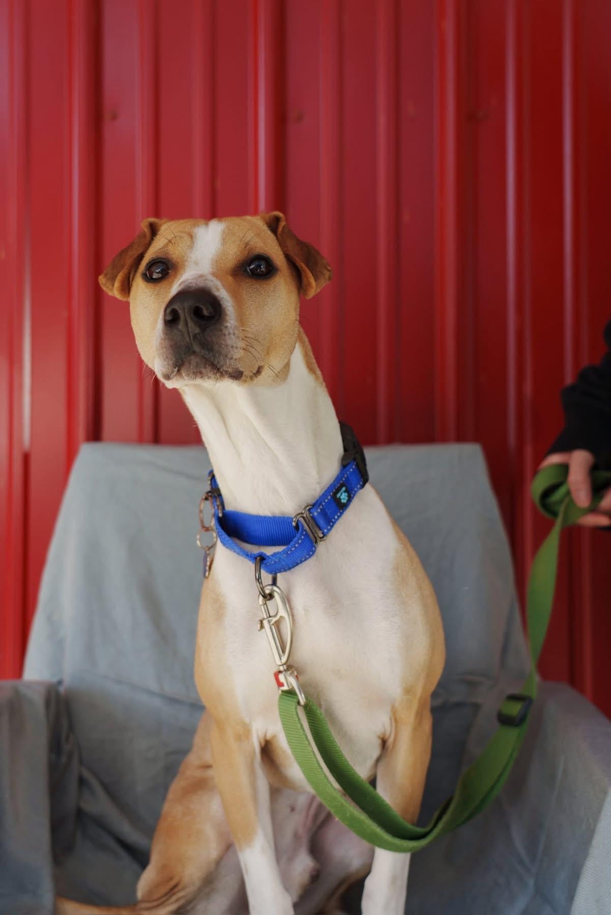 Enlarge Prince, a ADOPTABLE mixed breed in Grafton, OH image 3/6