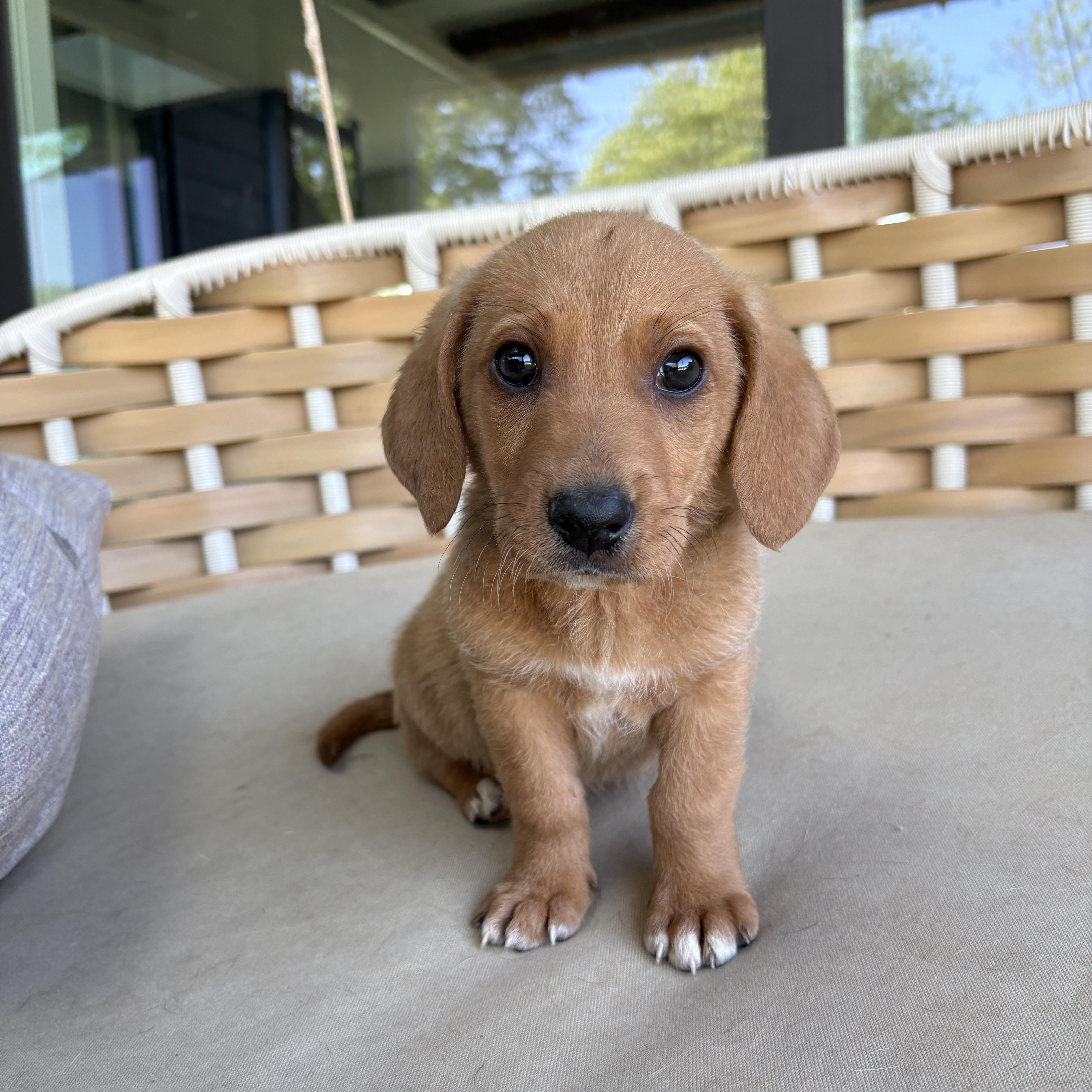 Flynn, Adoptable, Puppy Male Mixed Breed.