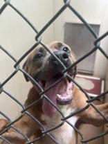 Blue, Adoptable, Adult Male Pit Bull Terrier.