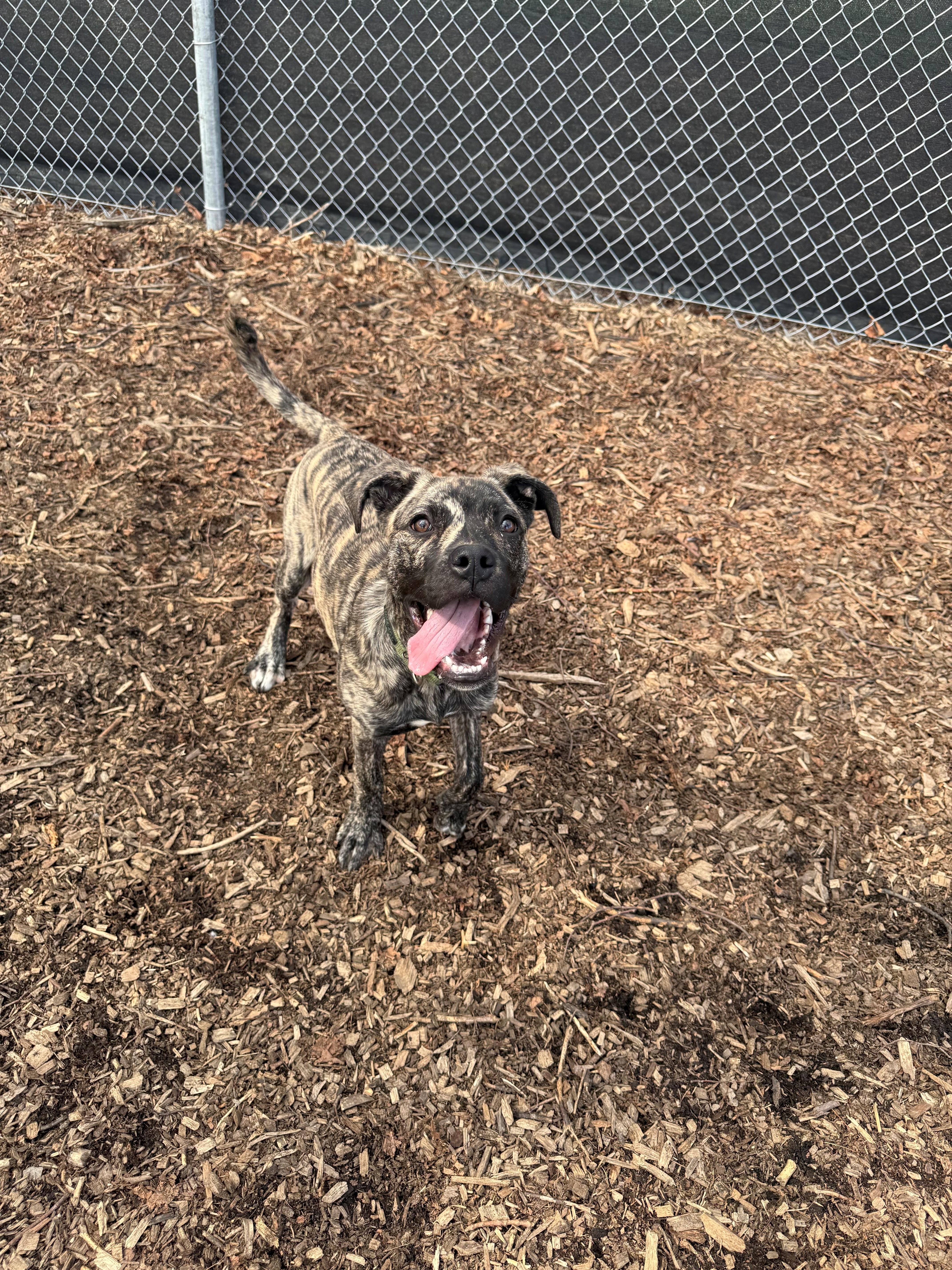 Enlarge Scooter, an adopted mixed breed in Hamilton, ON image 5/6