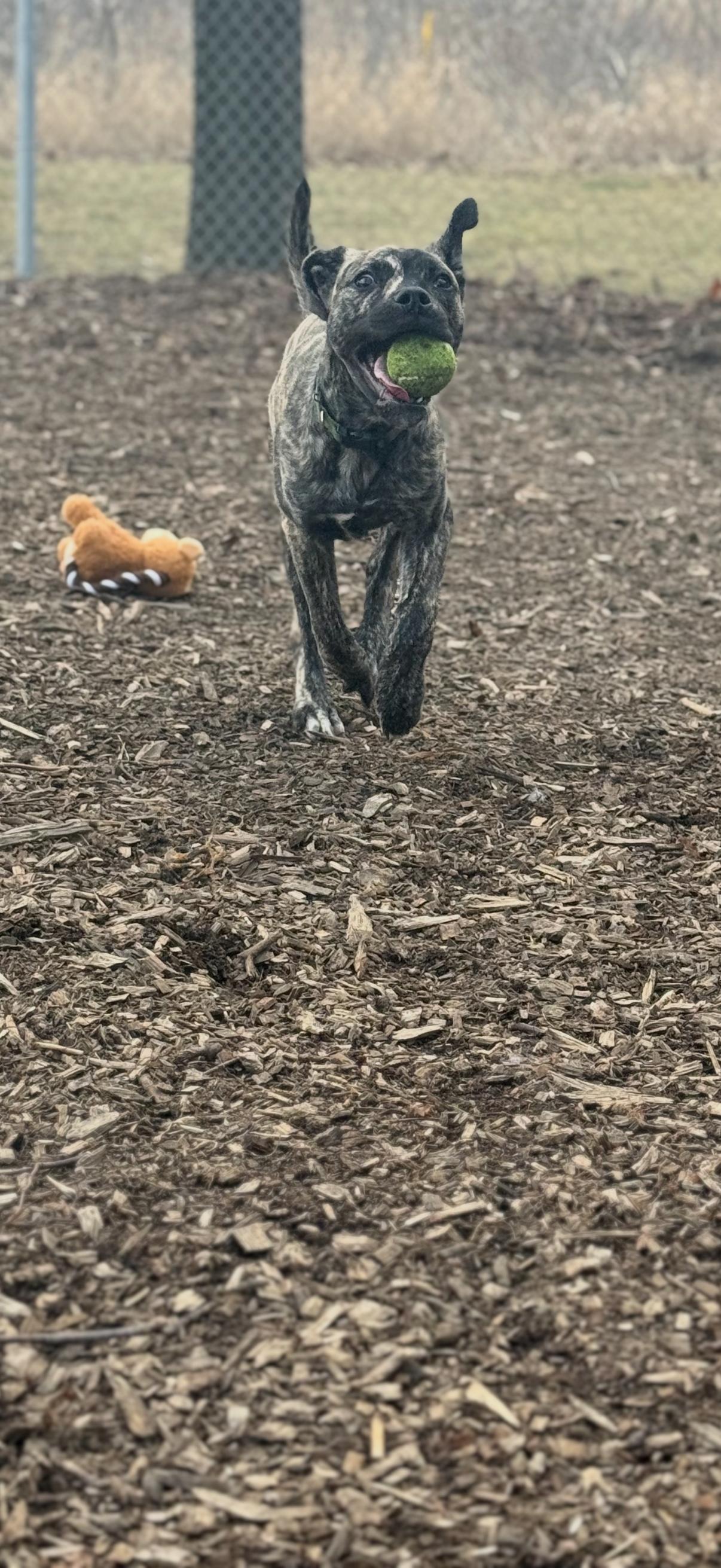 Enlarge Scooter, an adopted mixed breed in Hamilton, ON image 4/6