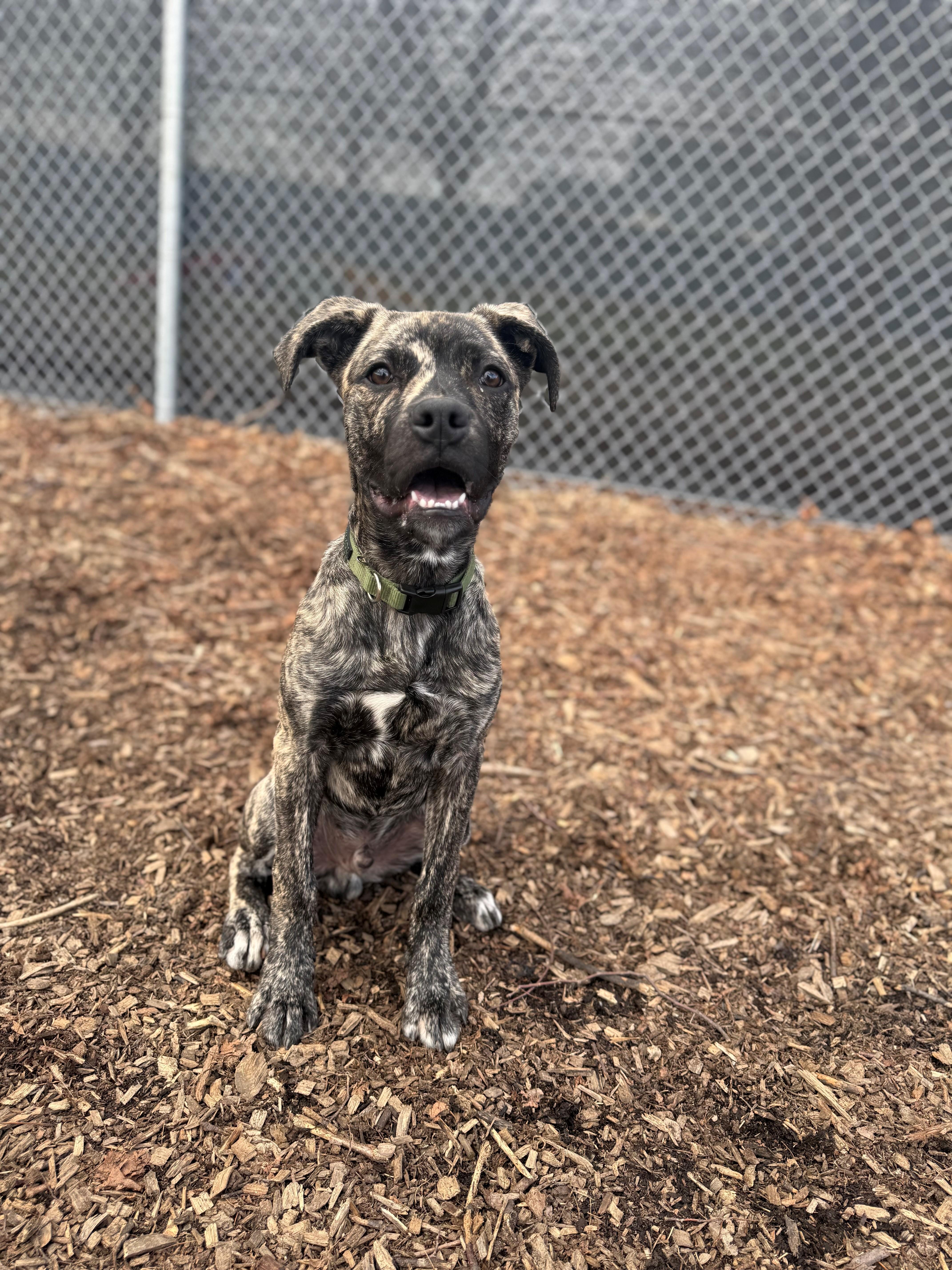 Enlarge Scooter, an adopted mixed breed in Hamilton, ON image 6/6