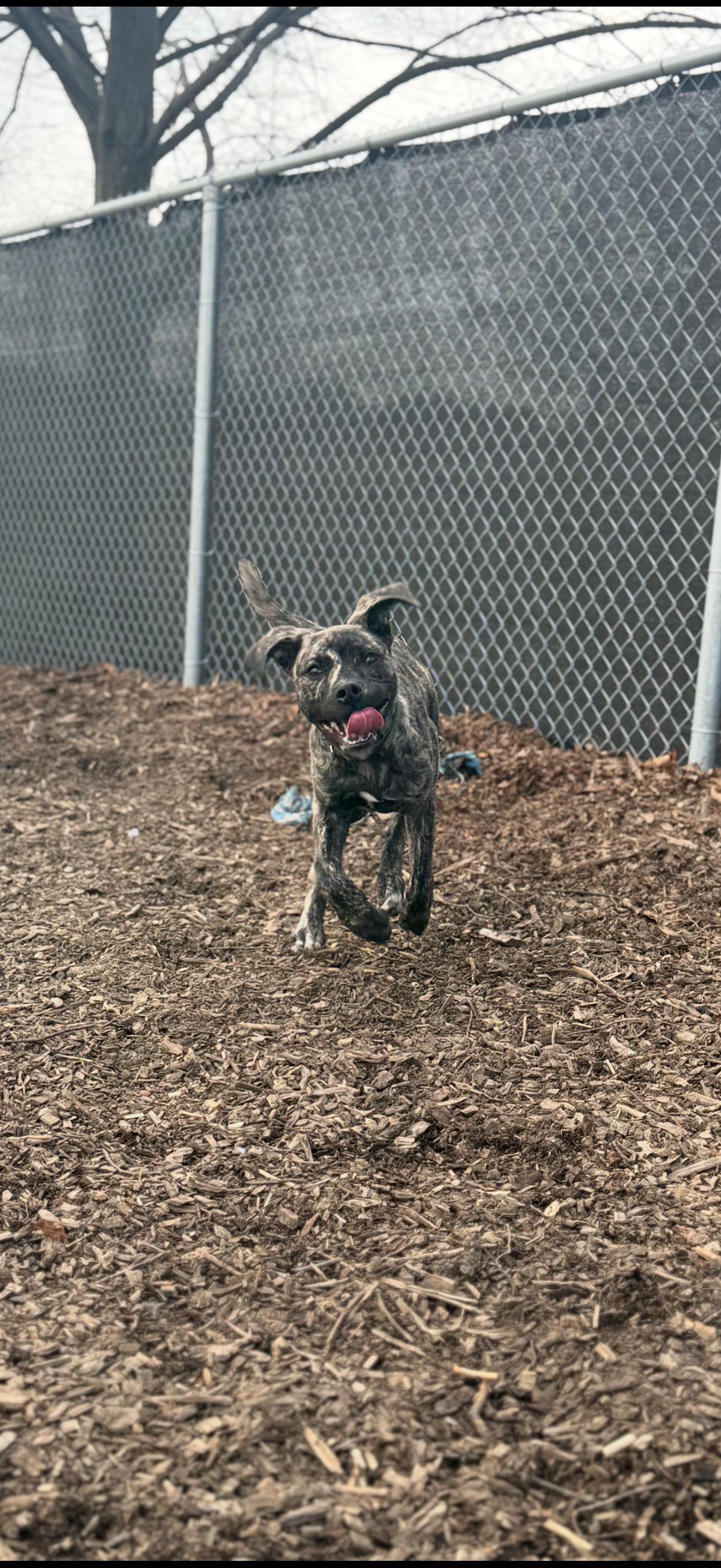 Enlarge Scooter, an adopted mixed breed in Hamilton, ON image 3/6