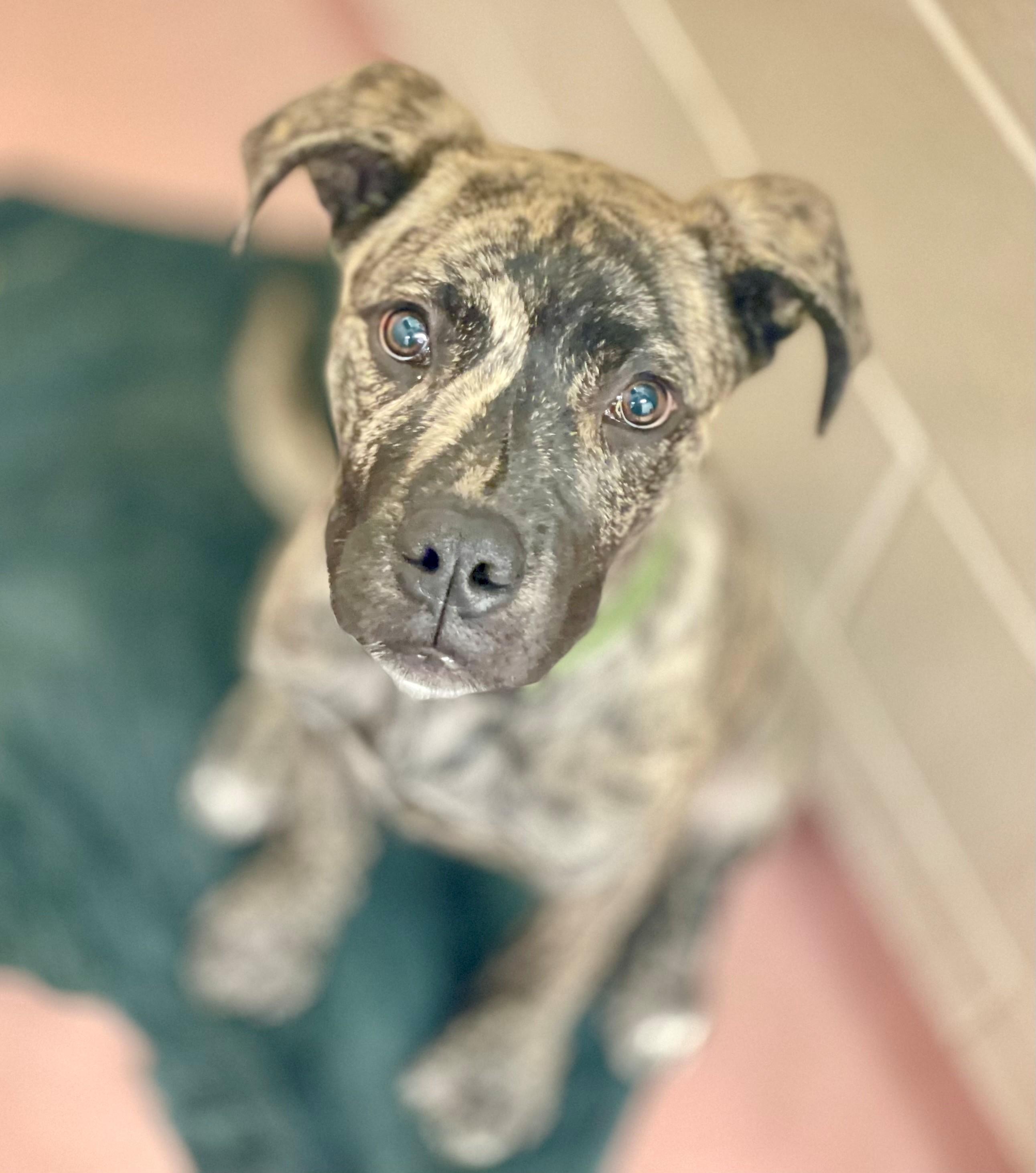 Scooter, adoptable, Young Male Presa Canario.