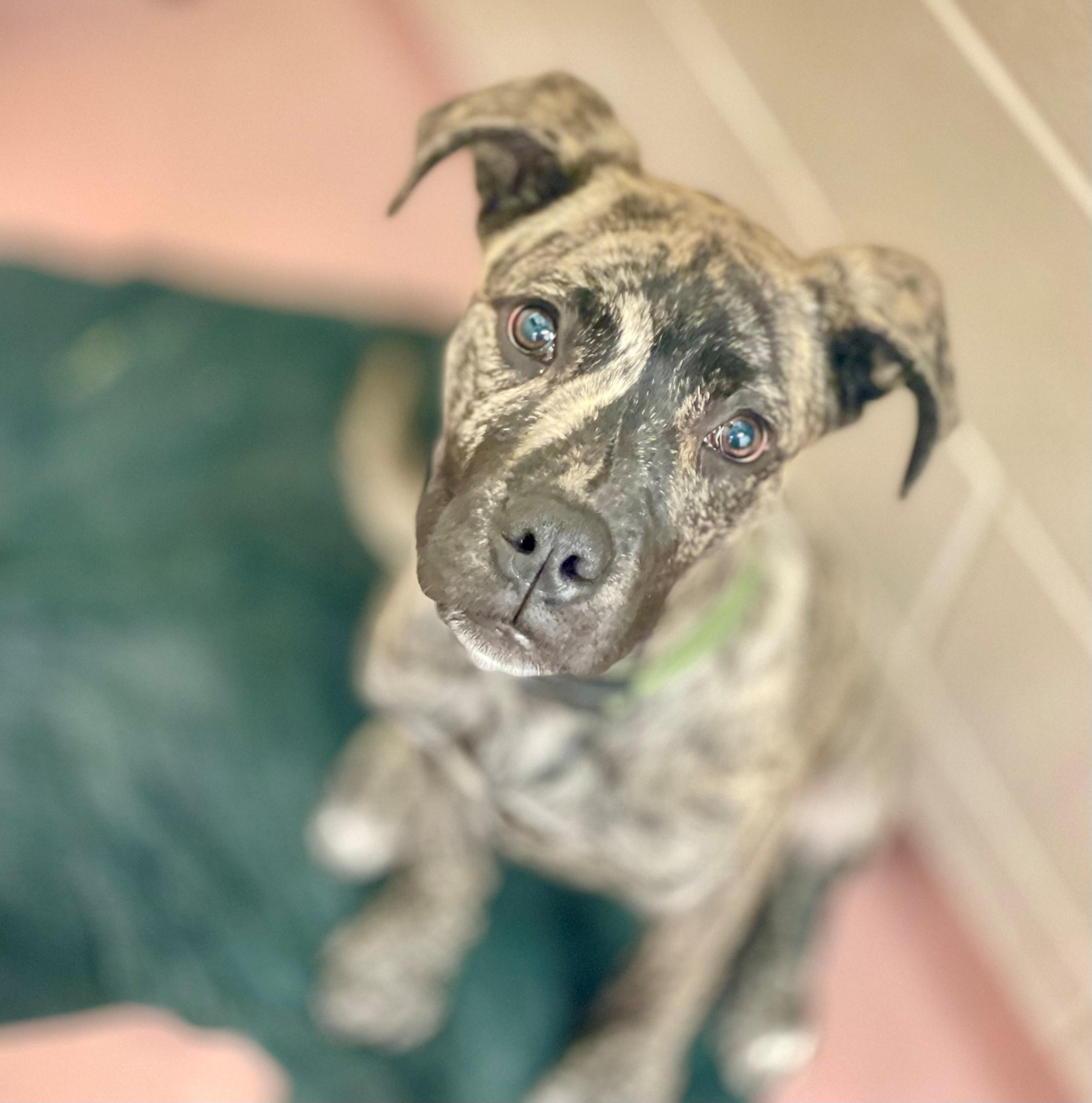 Enlarge Scooter, an adopted mixed breed in Hamilton, ON image 2/6