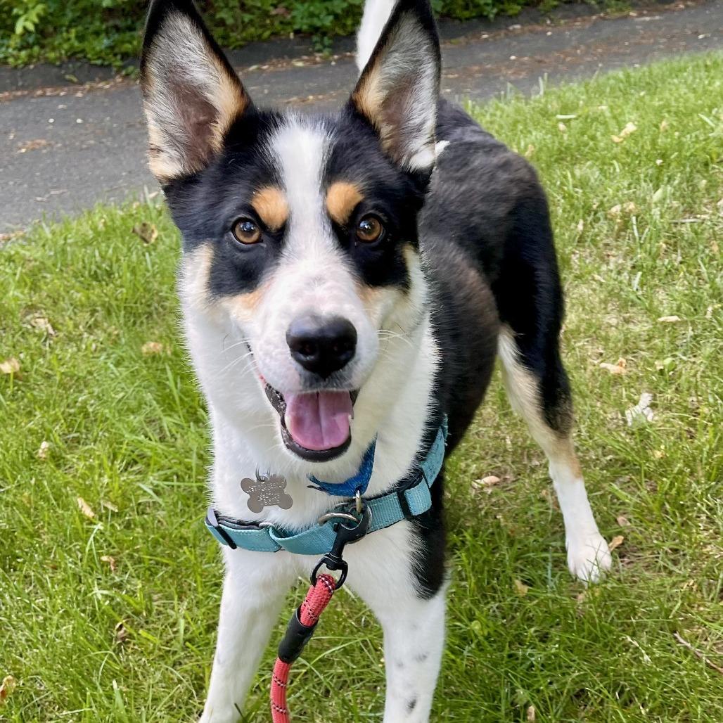 Enlarge Bert, a Adoptable mixed breed in Falls Church, VA image 1/6