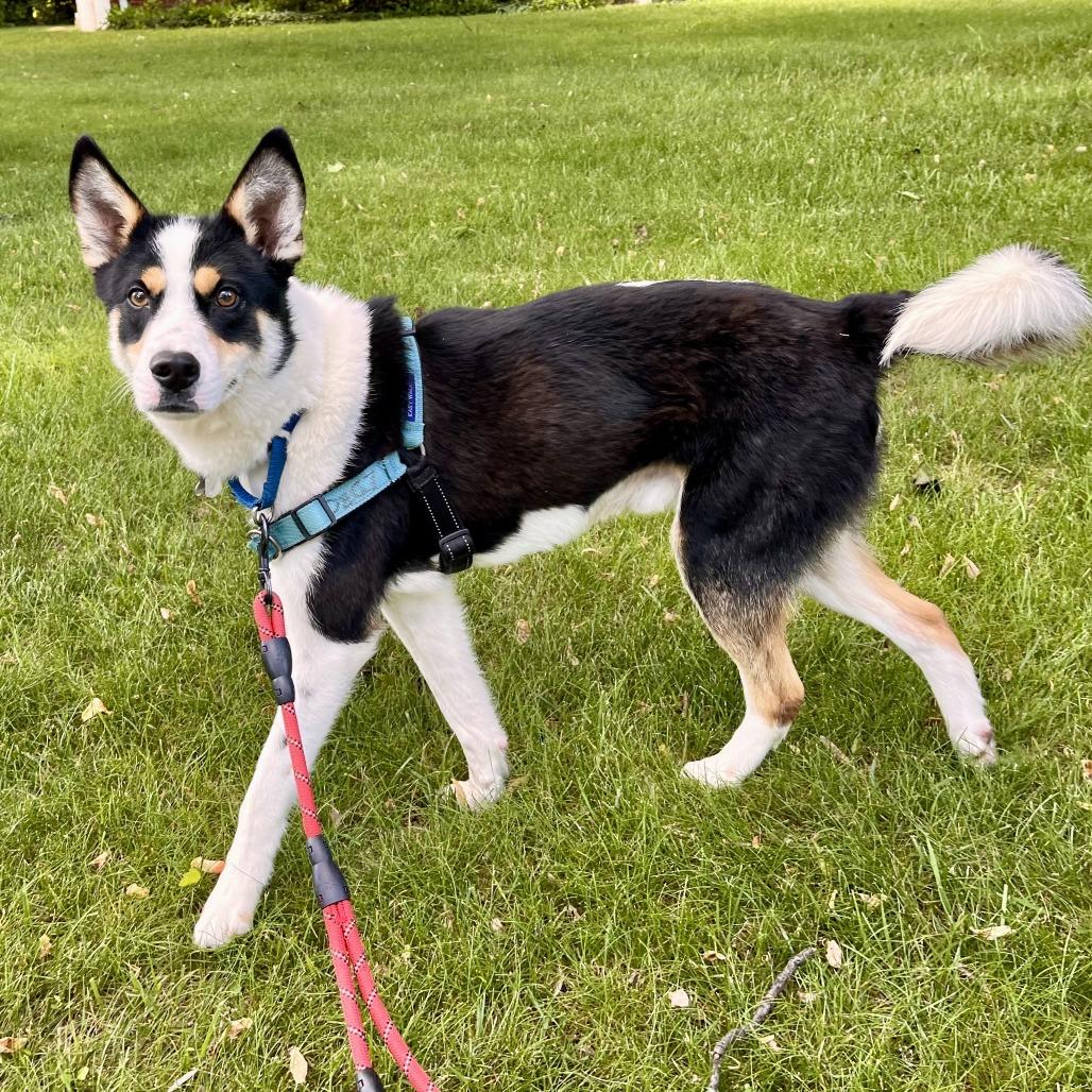 Enlarge Bert, a Adoptable mixed breed in Falls Church, VA image 2/6