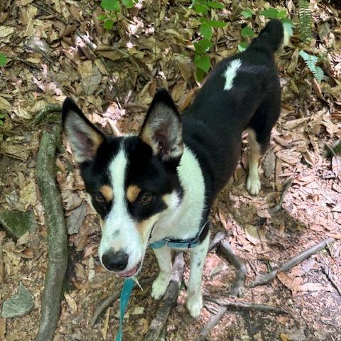 Enlarge Bert, a Adoptable mixed breed in Falls Church, VA image 3/6