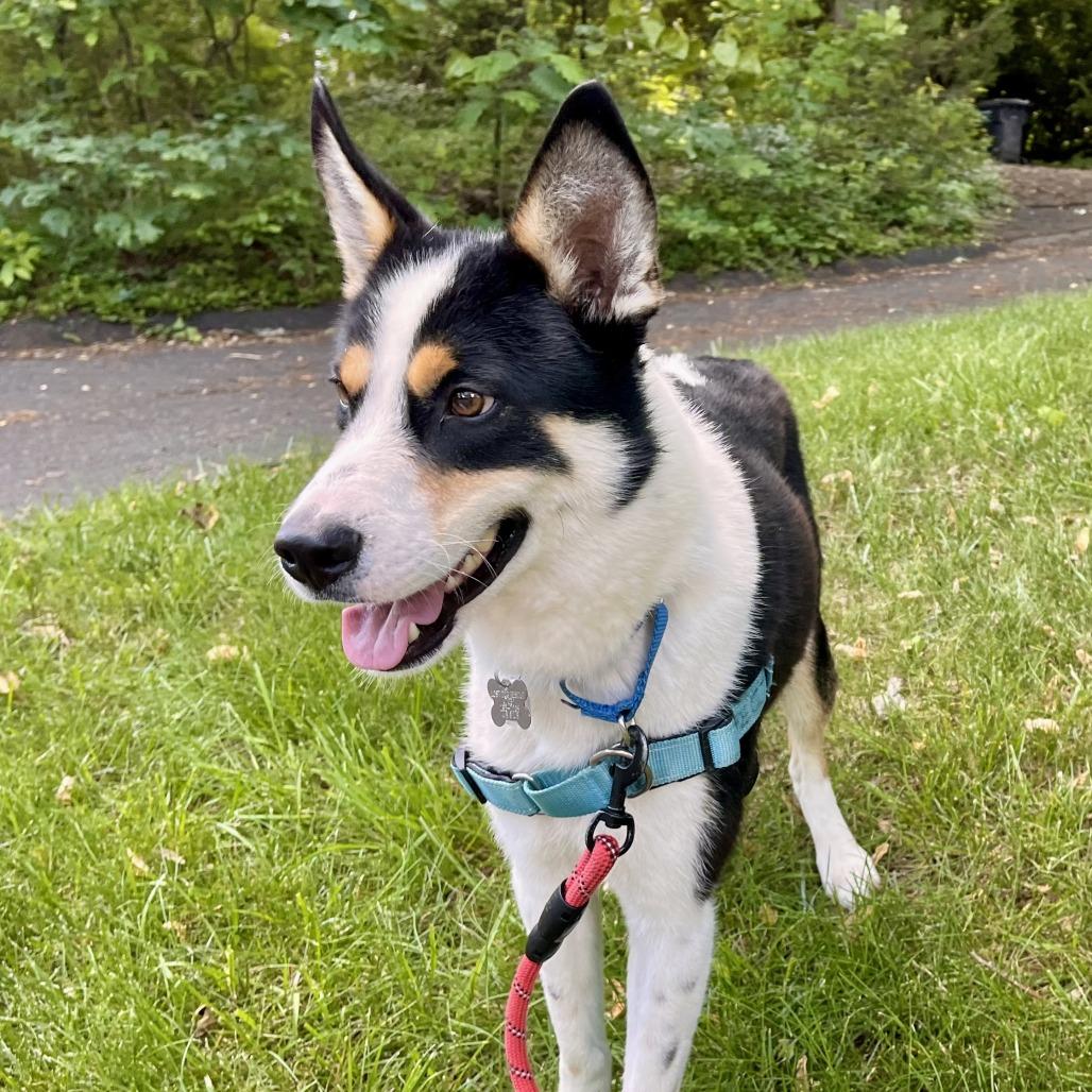 Enlarge Bert, a Adoptable mixed breed in Falls Church, VA image 5/6