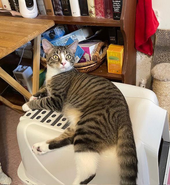 Scooter, a Adoptable Tabby in Cincinnati, OH image 1/3