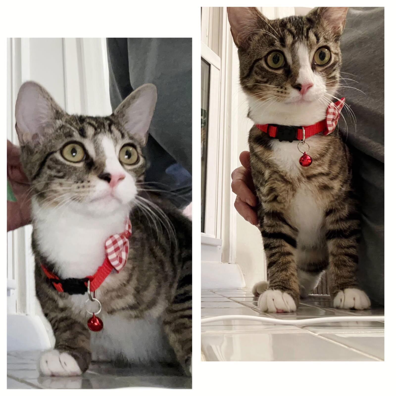 Scooter, a Adoptable Tabby in Cincinnati, OH image 2/3