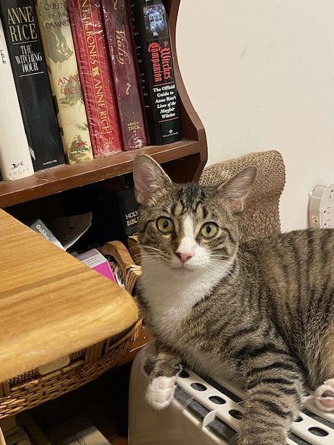 Scooter, a Adoptable Tabby in Cincinnati, OH image 3/3