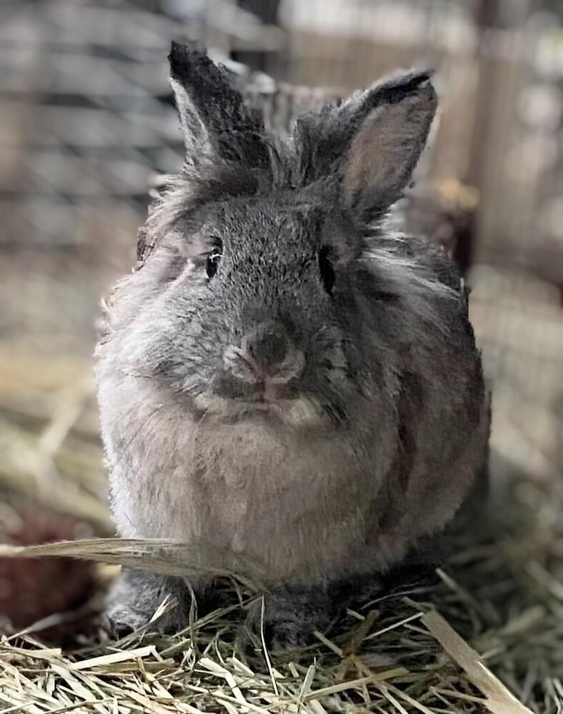 Pebbles, Adoptable, Adult Female Lionhead.