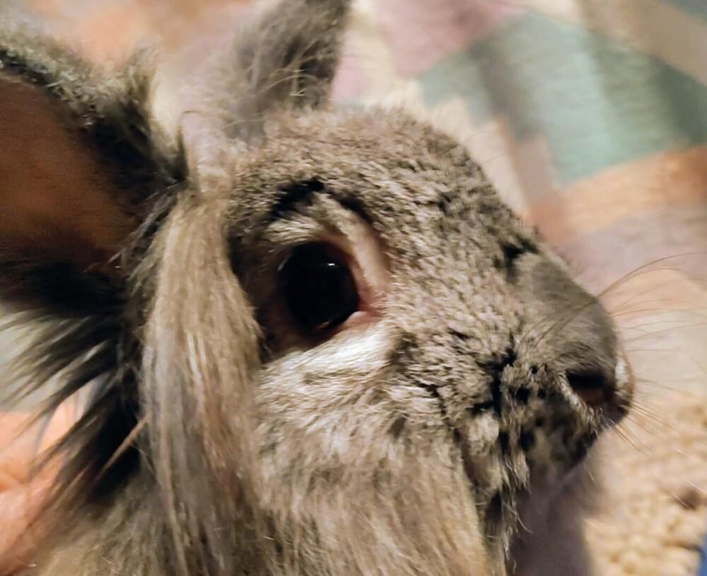 Enlarge Pebbles, a Adoptable mixed breed in Dallas, PA image 2/6