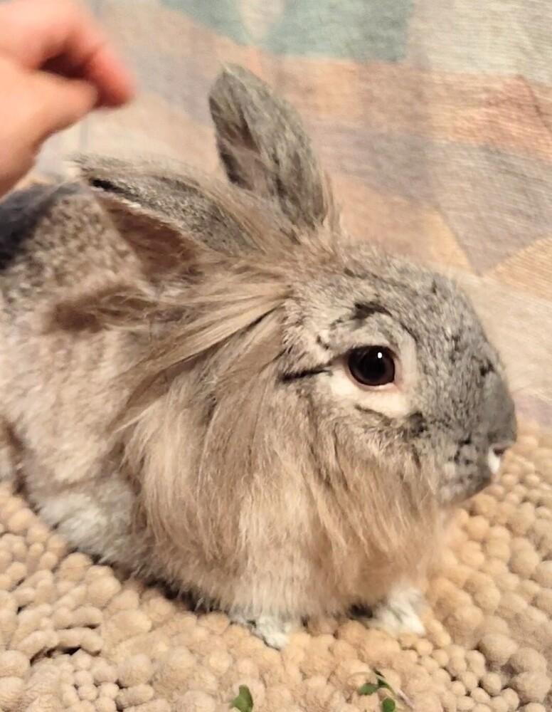 Enlarge Pebbles, a Adoptable mixed breed in Dallas, PA image 4/6