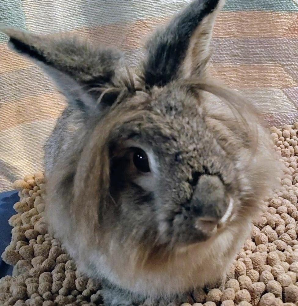 Enlarge Pebbles, a Adoptable mixed breed in Dallas, PA image 5/6