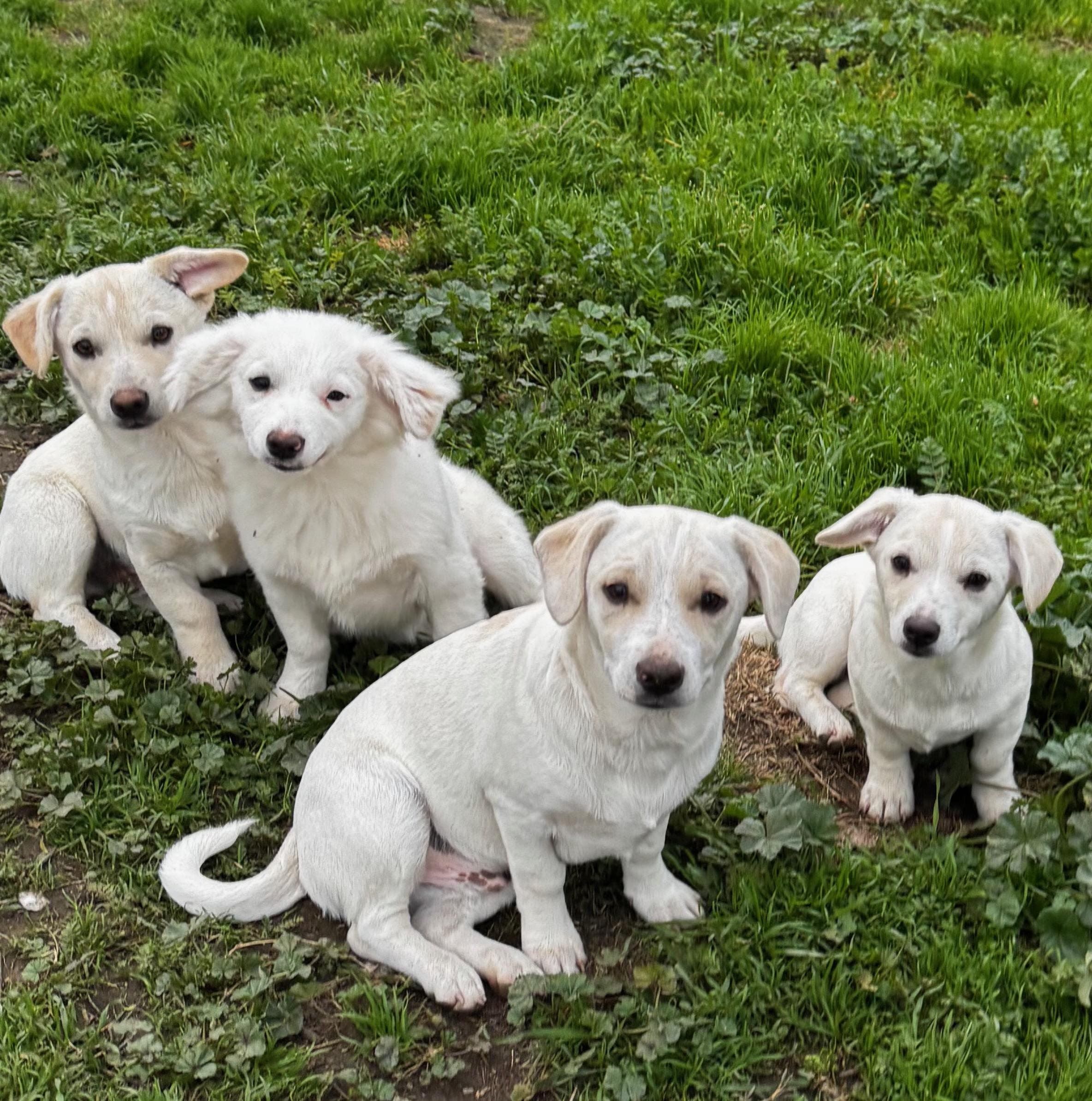 Monica, adopted, Young Female American Eskimo Dog.