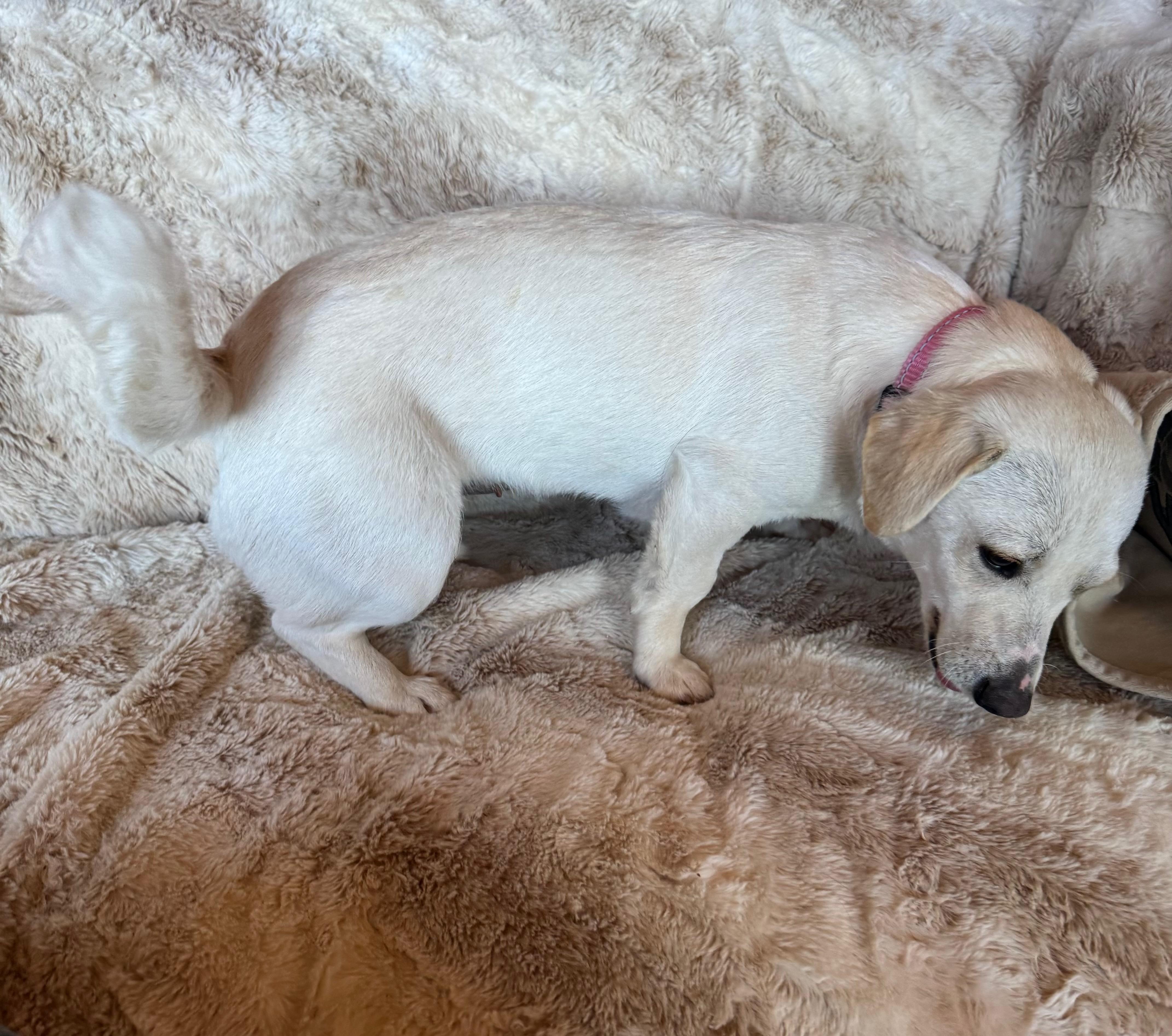 Enlarge Monica, an adopted mixed breed in Cedar City, UT image 2/2