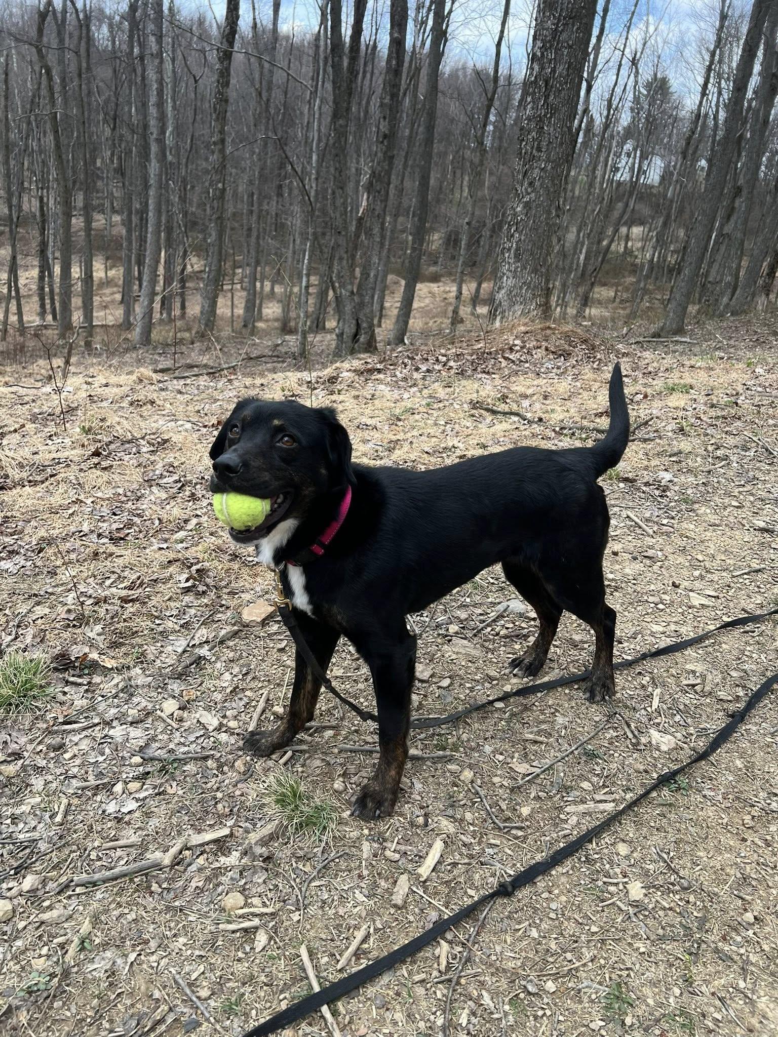 Enlarge Lucy, a ADOPTABLE mixed breed in Dellslow, WV image 5/6
