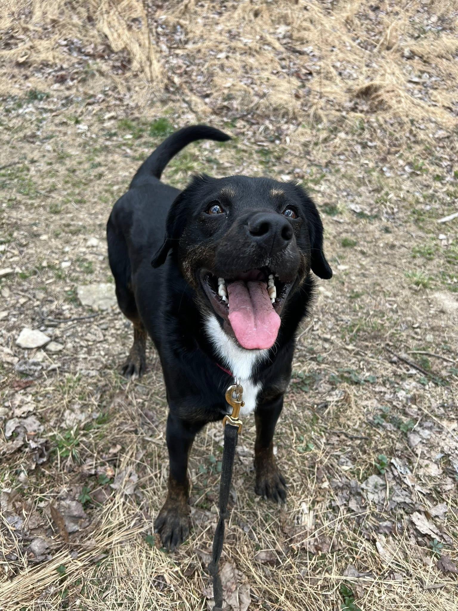 Enlarge Lucy, a ADOPTABLE mixed breed in Dellslow, WV image 2/6
