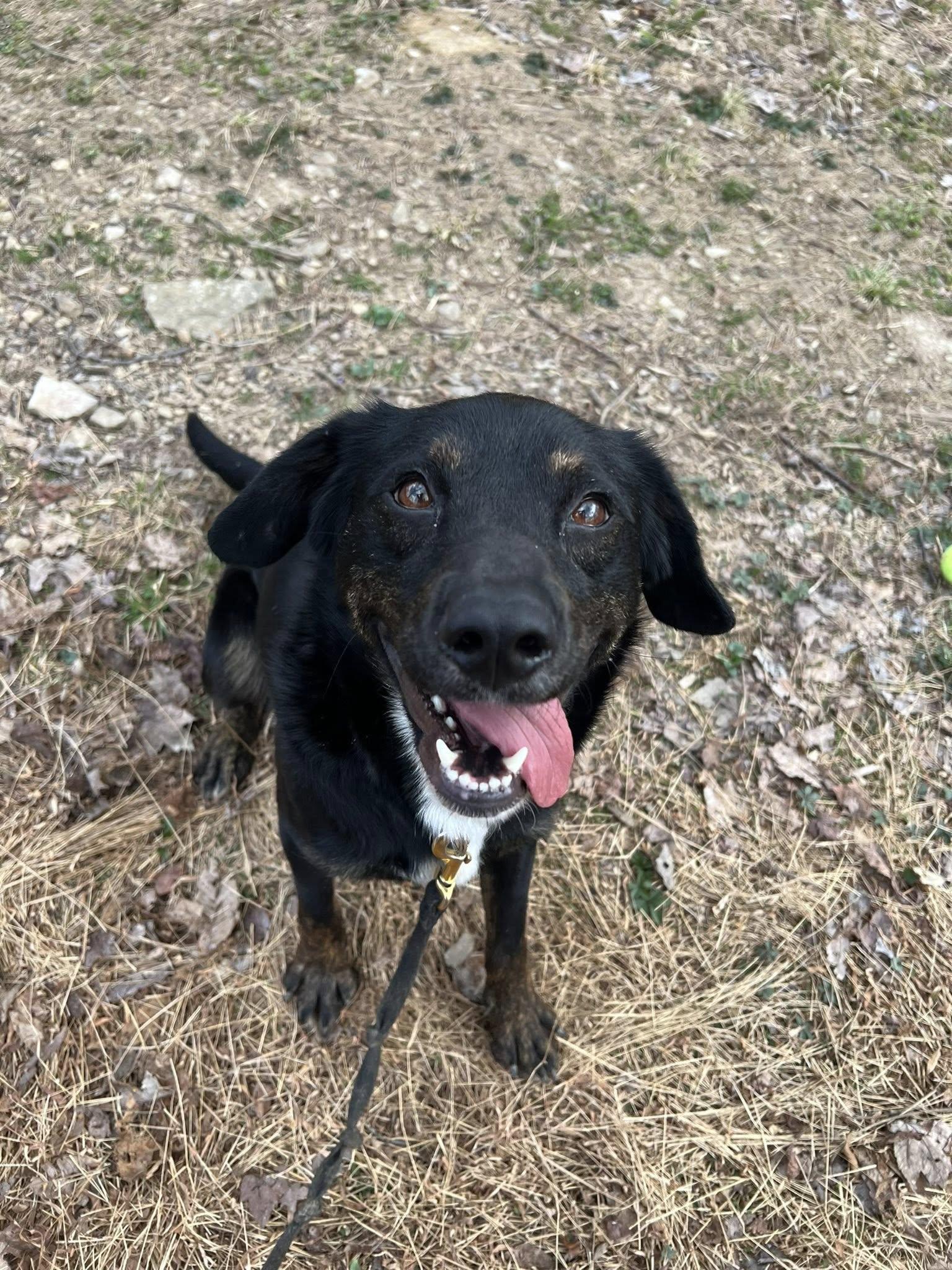 Enlarge Lucy, a ADOPTABLE mixed breed in Dellslow, WV image 4/6