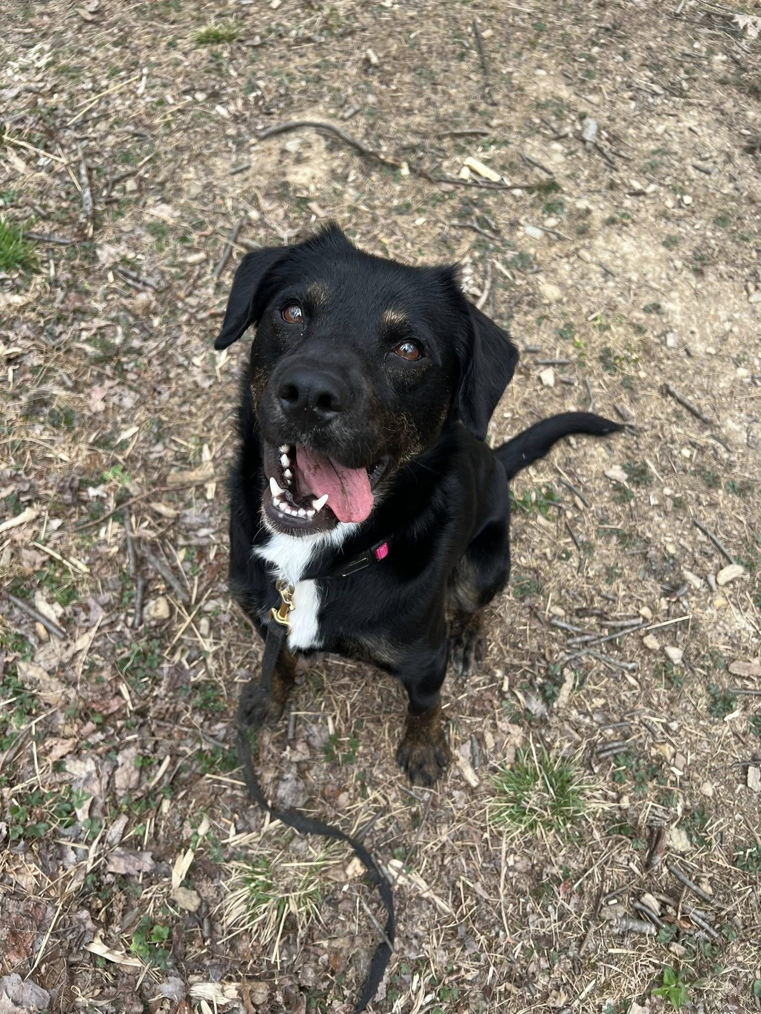 Enlarge Lucy, a ADOPTABLE mixed breed in Dellslow, WV image 1/6