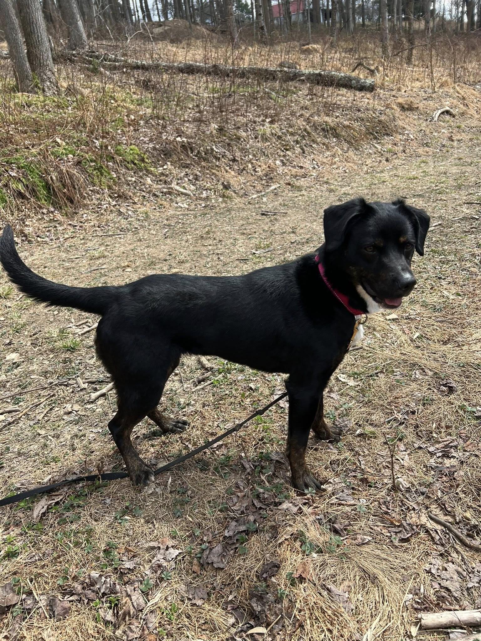 Enlarge Lucy, a ADOPTABLE mixed breed in Dellslow, WV image 3/6