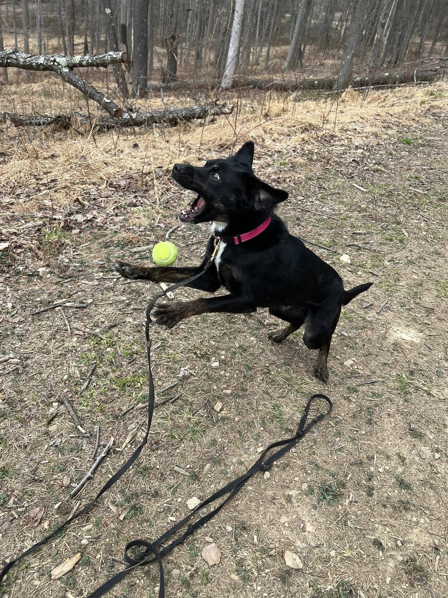 Enlarge Lucy, a ADOPTABLE mixed breed in Dellslow, WV image 6/6