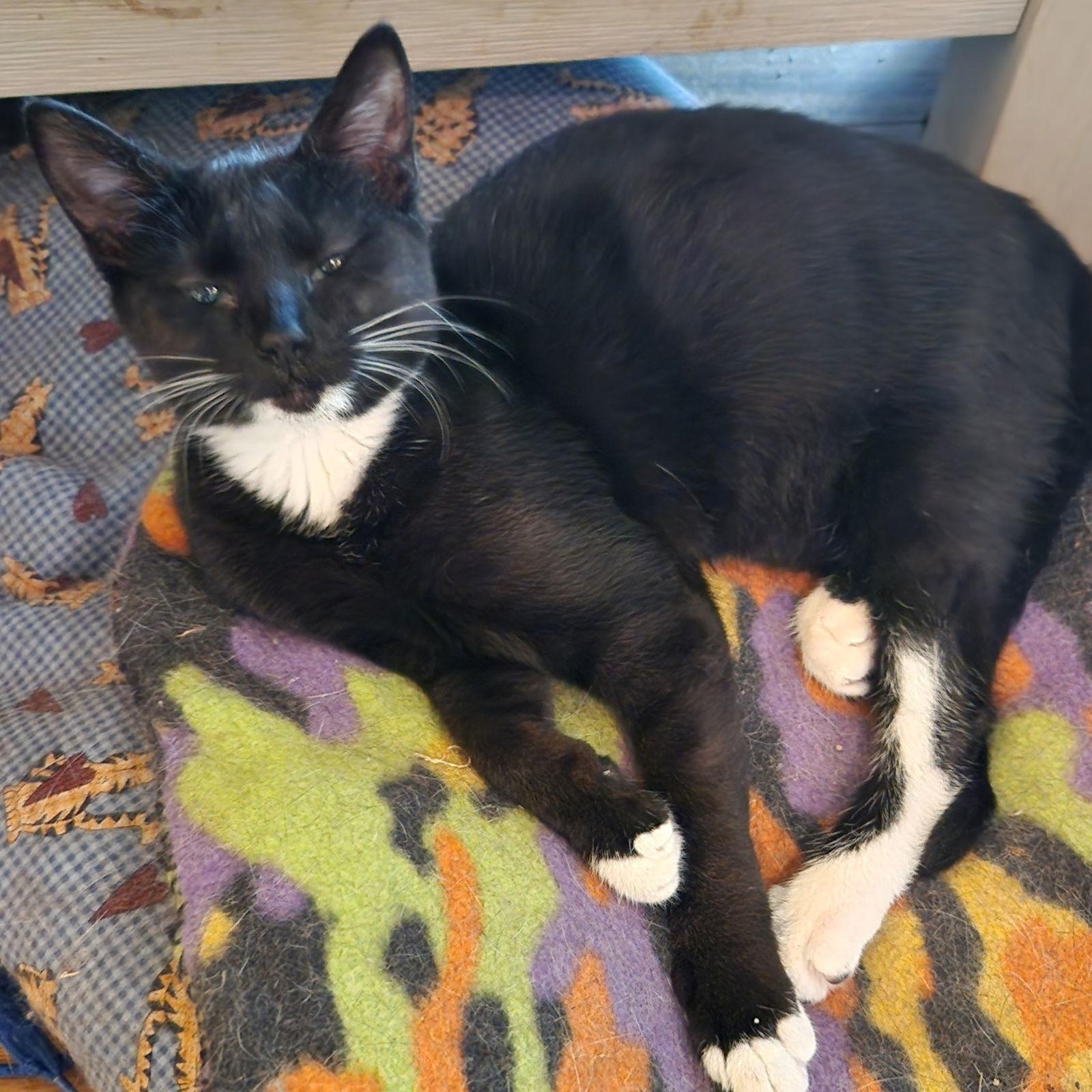 Sheeba (25-126), a Adoptable Domestic Short Hair in Ocean Pines, MD image 1/2