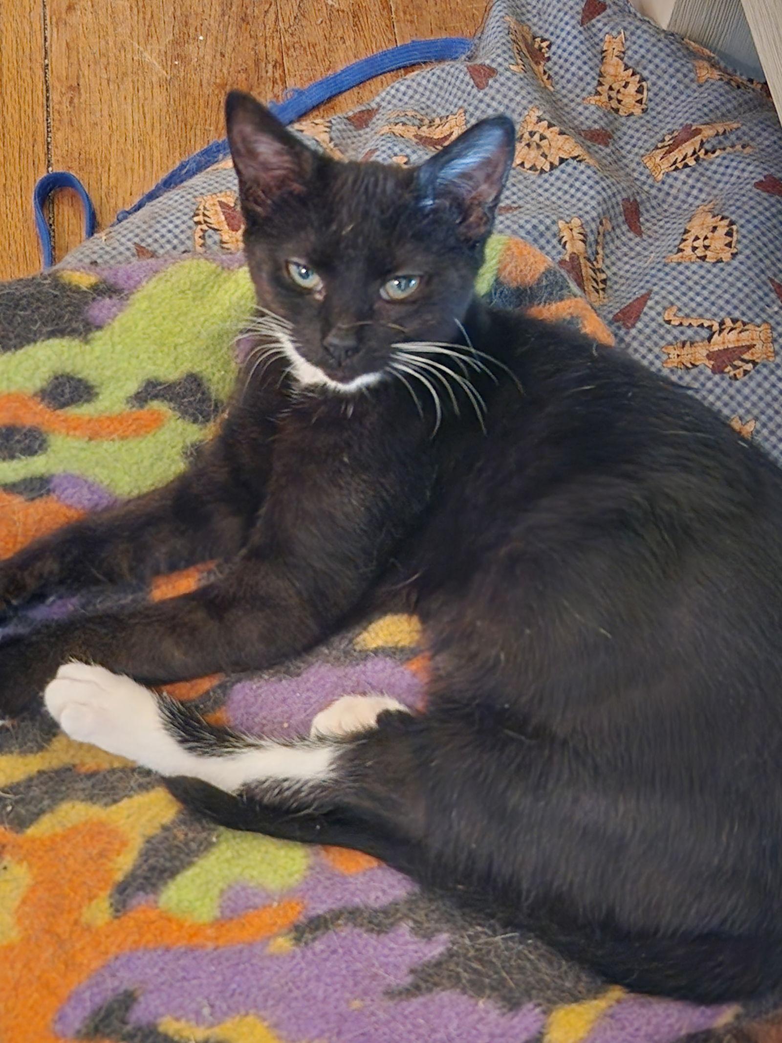 Sheeba (25-126), a Adoptable Domestic Short Hair in Ocean Pines, MD image 2/2