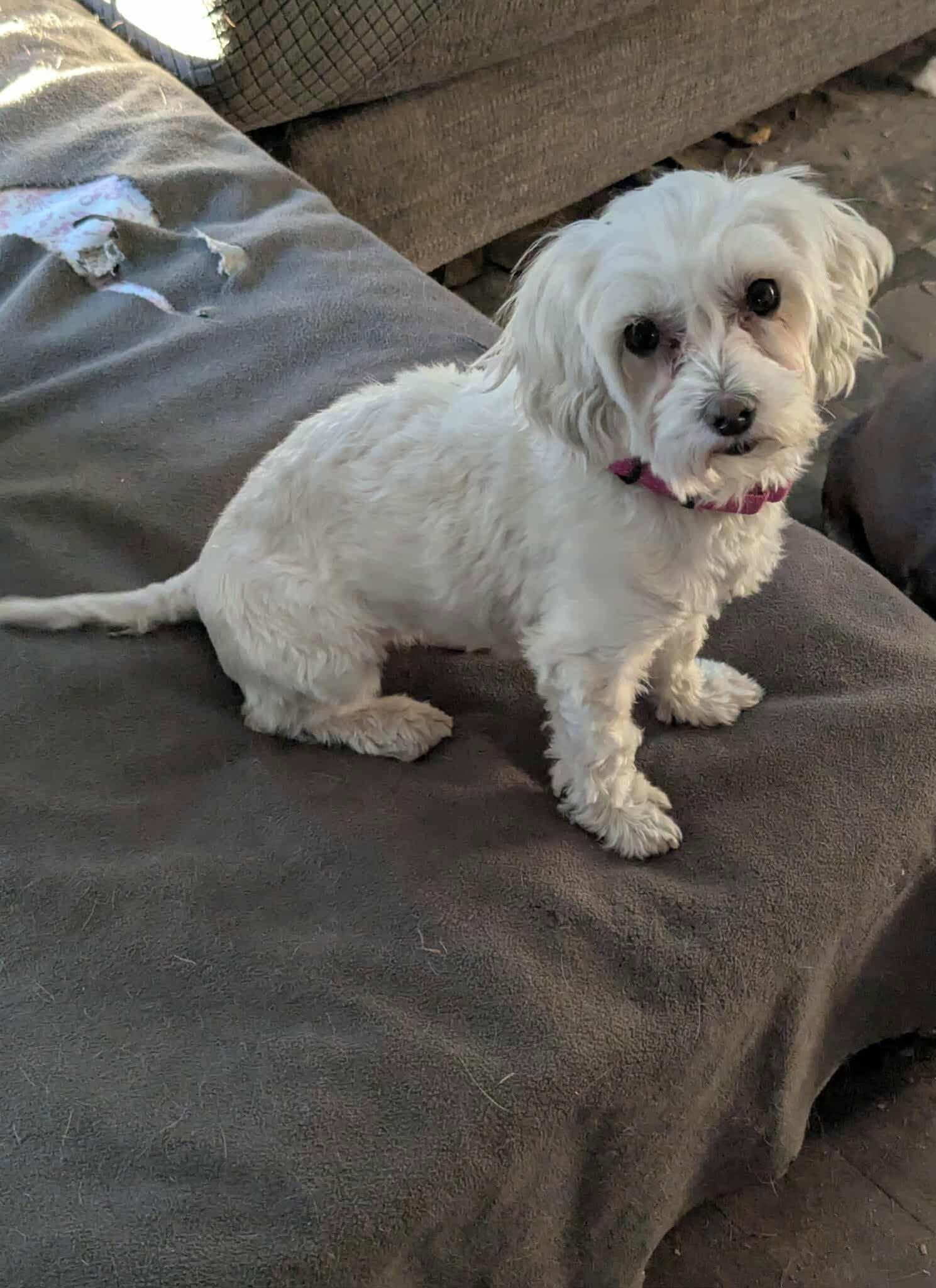 Enlarge Molly, an adopted Maltese in Cookeville, TN image 3/6