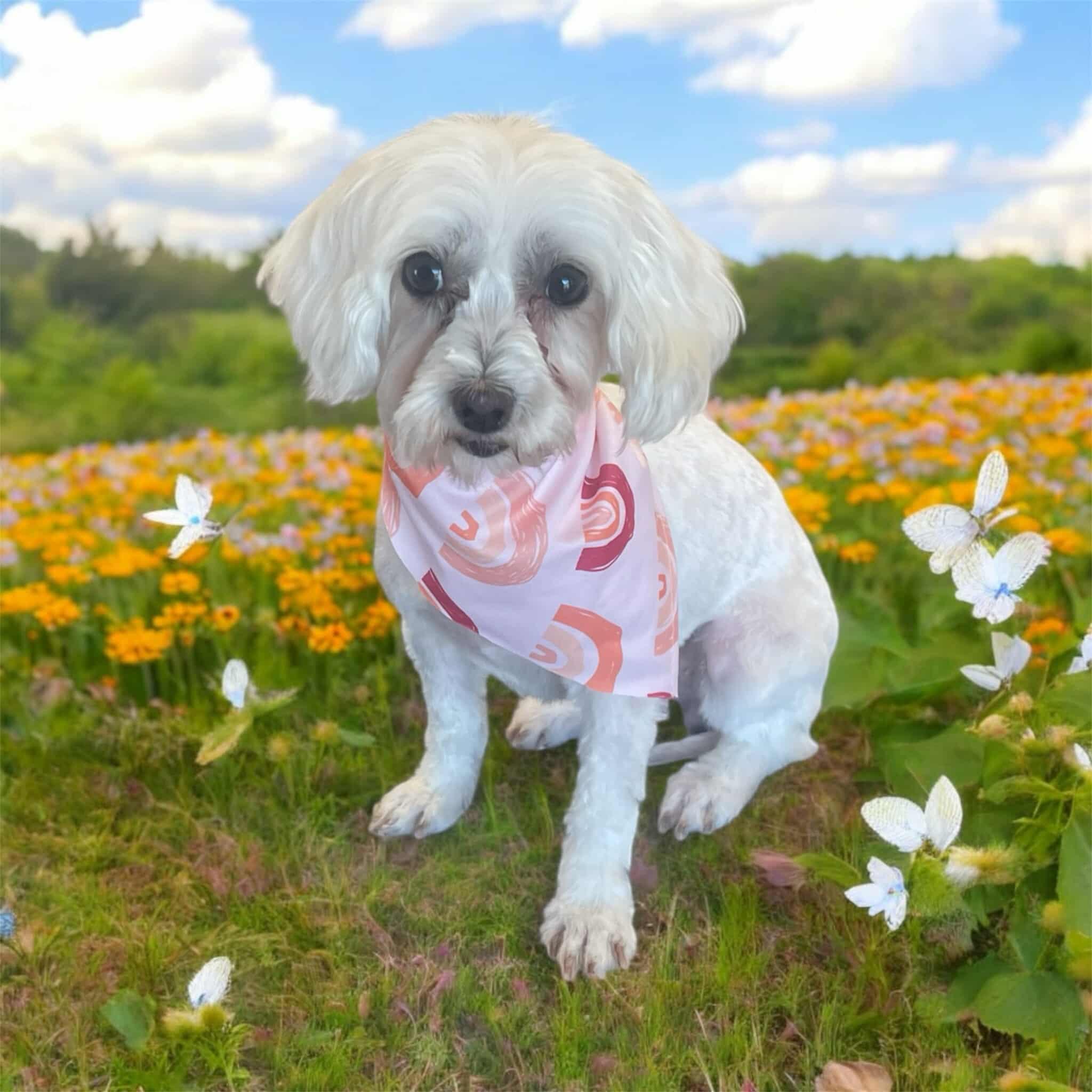 Enlarge Molly, an adopted Maltese in Cookeville, TN image 4/6