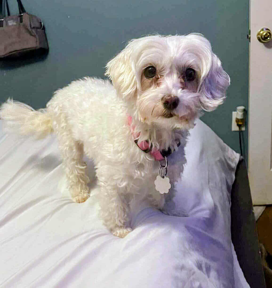 Enlarge Molly, an adopted Maltese in Cookeville, TN image 6/6