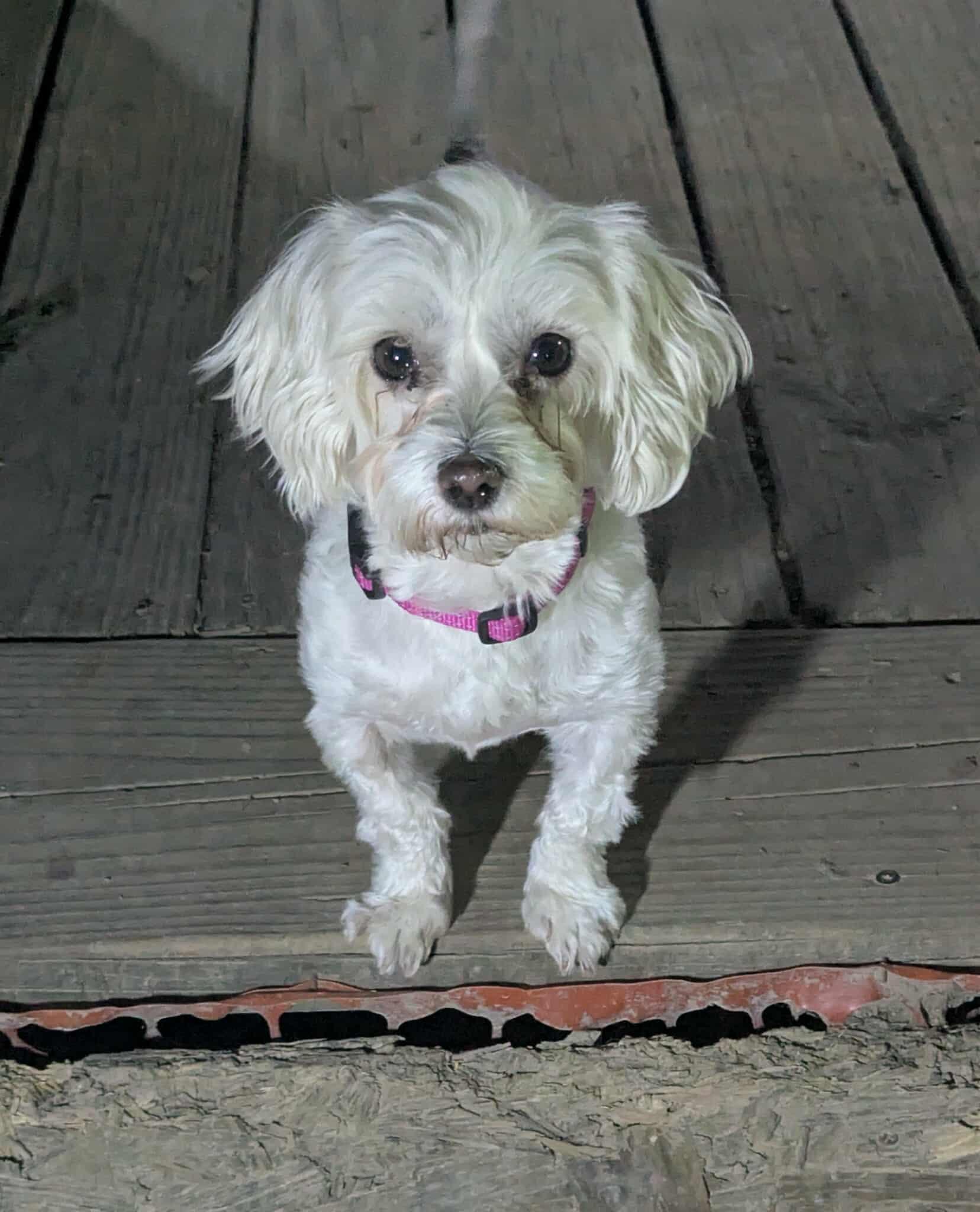 Enlarge Molly, an adopted Maltese in Cookeville, TN image 1/6