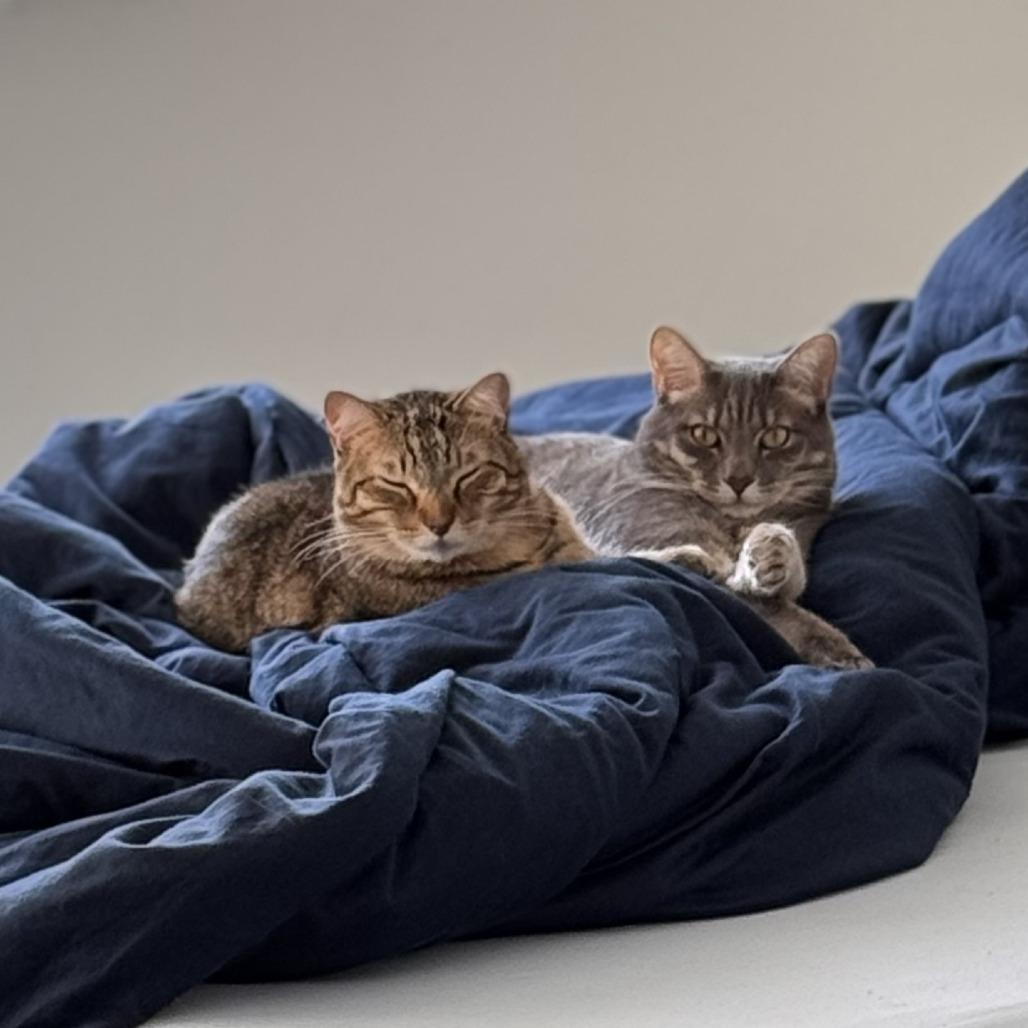 Comet, Adoptable, Adult Male Domestic Short Hair.