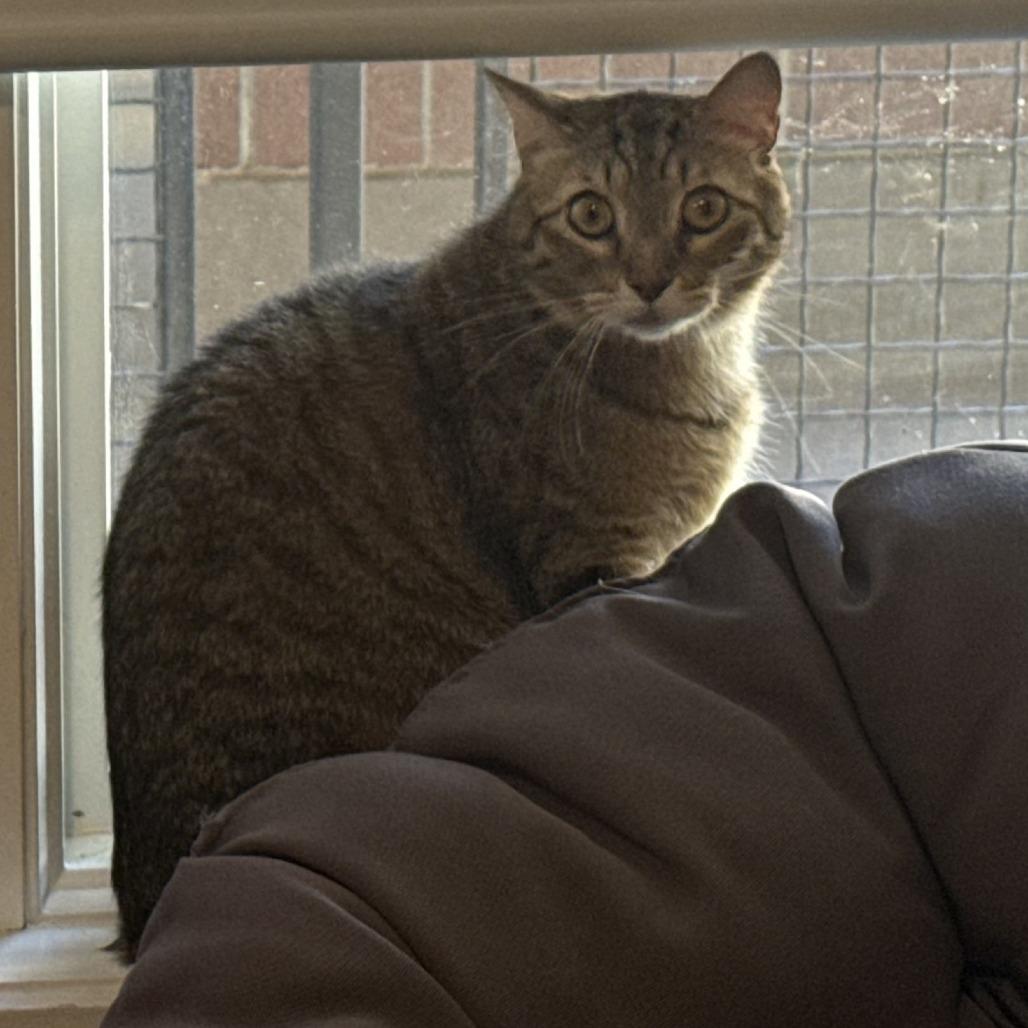 Enlarge Comet, a Adoptable Domestic Short Hair in Murray, UT image 2/6