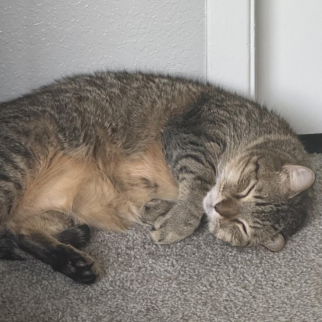 Enlarge Comet, a Adoptable Domestic Short Hair in Murray, UT image 3/6