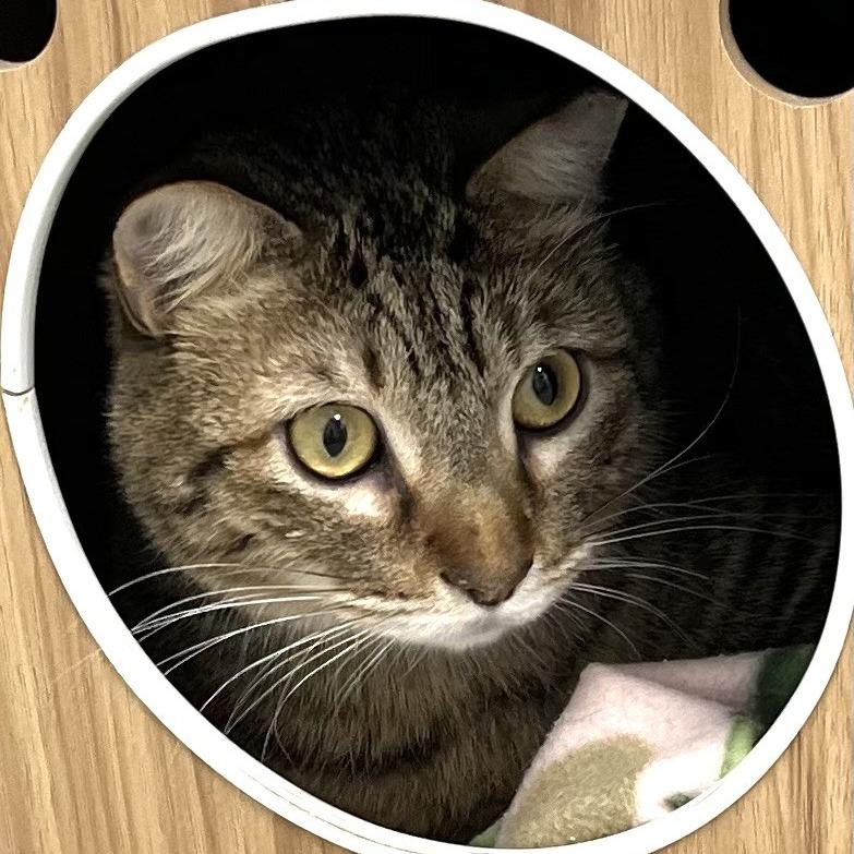Enlarge Comet, a Adoptable Domestic Short Hair in Murray, UT image 4/6
