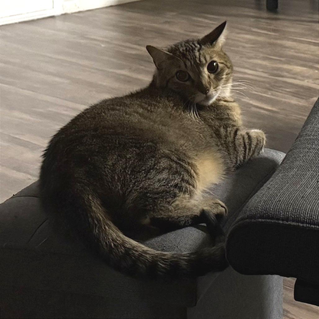 Enlarge Comet, a Adoptable Domestic Short Hair in Murray, UT image 5/6