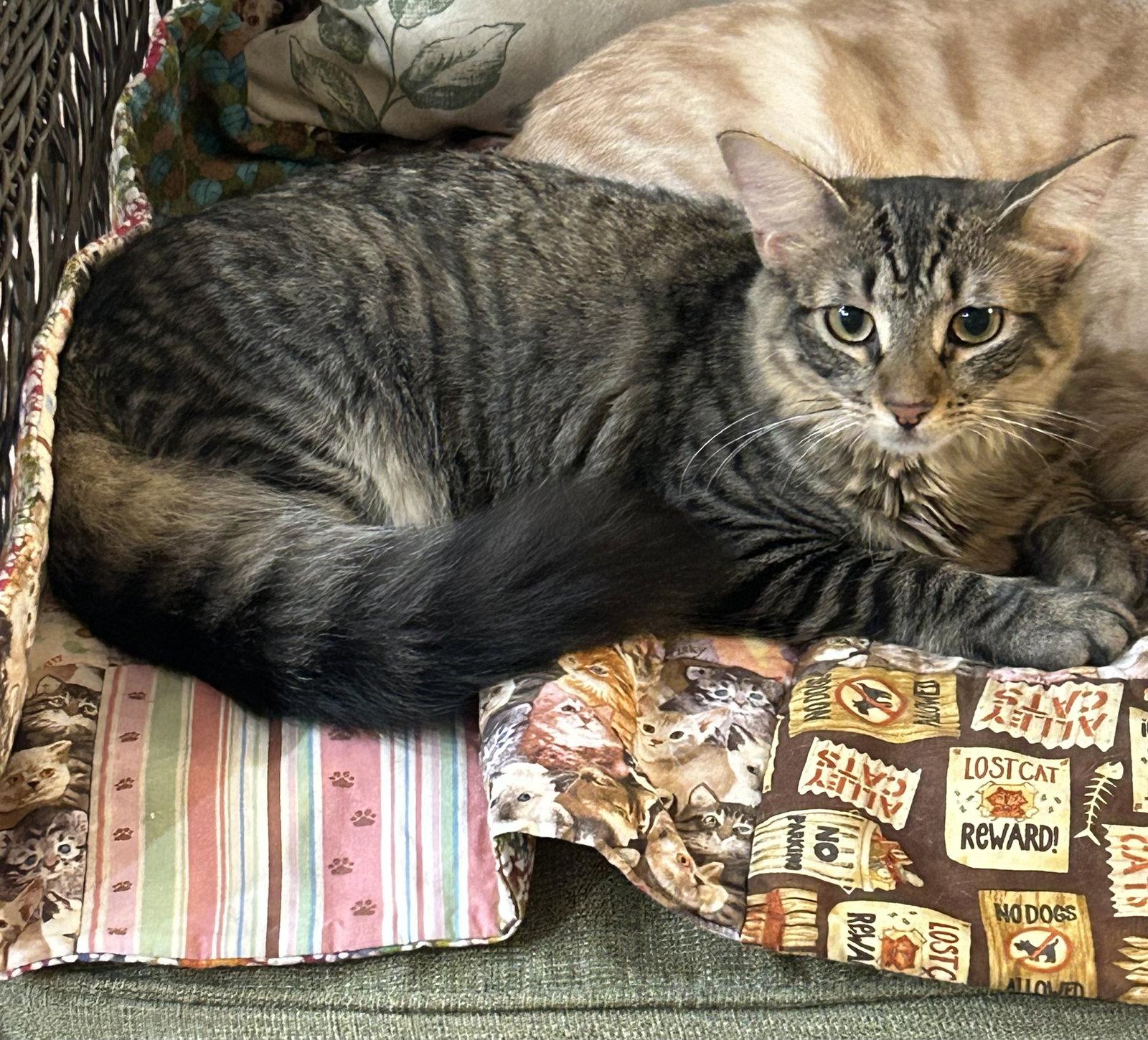 Mildred Dub, Adoptable, Young Female Domestic Long Hair & Tabby.