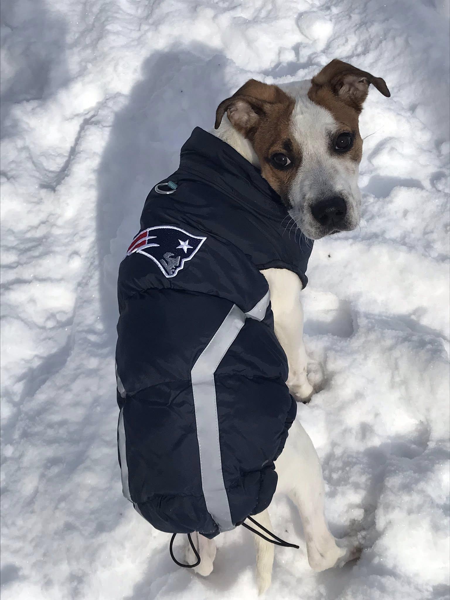 Enlarge Penelope Pretzel, a ADOPTABLE Mixed Breed in Milton, MA image 2/2