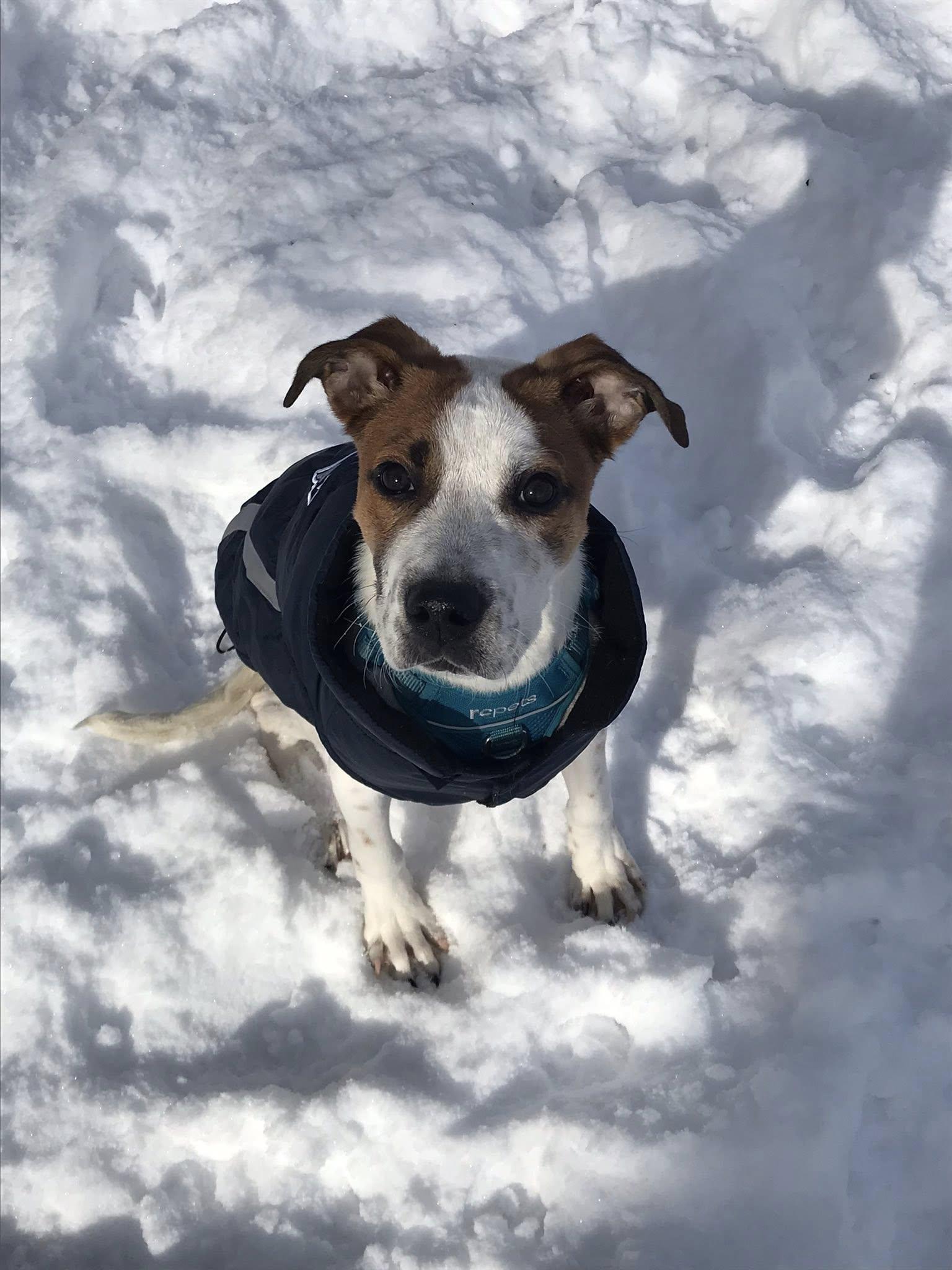 Penelope Pretzel, ADOPTABLE, Young Female Mixed Breed.