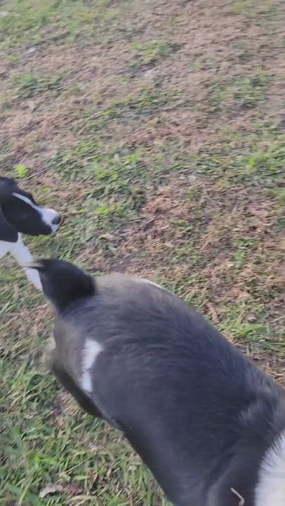 Enlarge Billy, a Adopted mixed breed in Van Alstyne, TX video 5/9